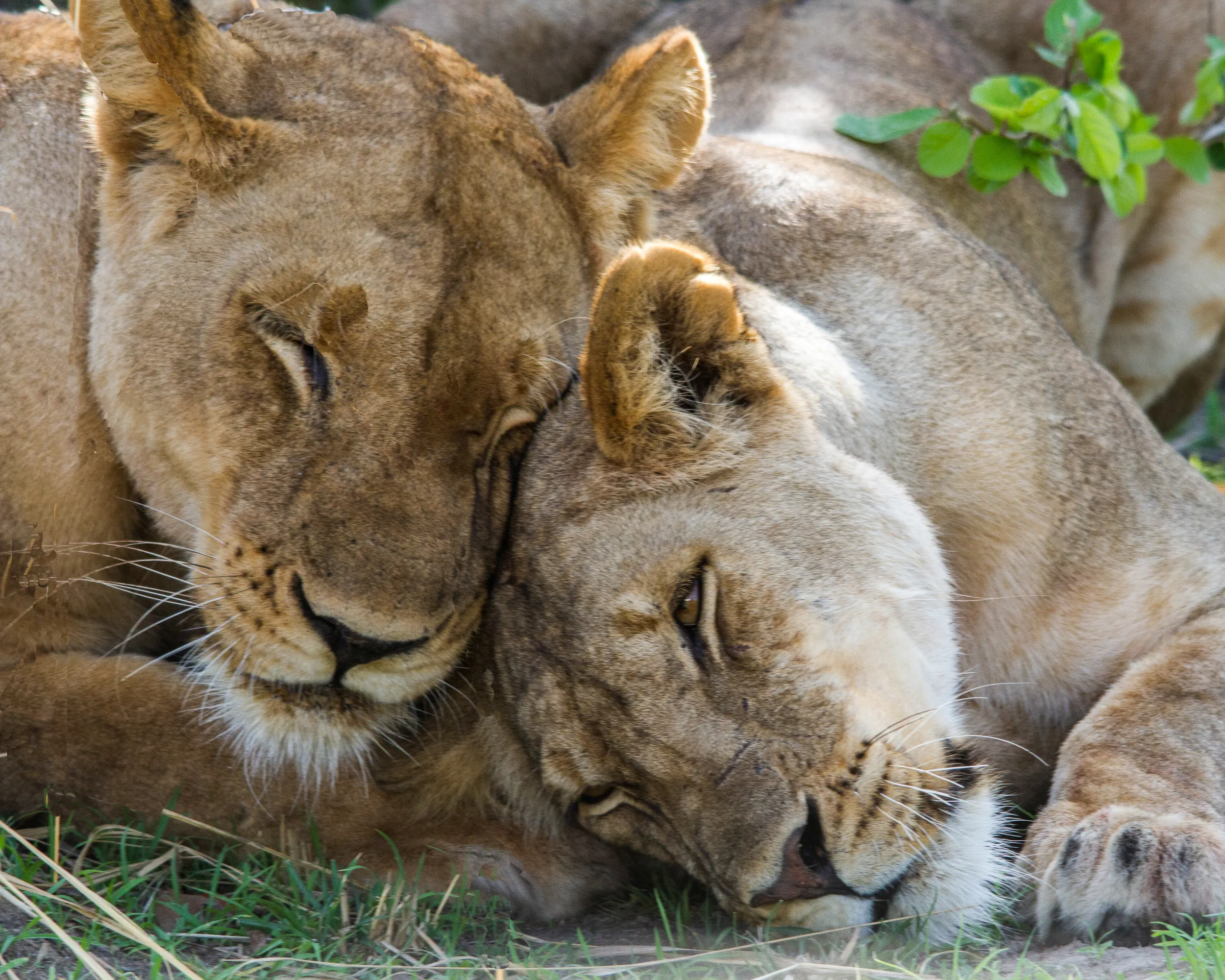 People or Animals Emanating Tranquility