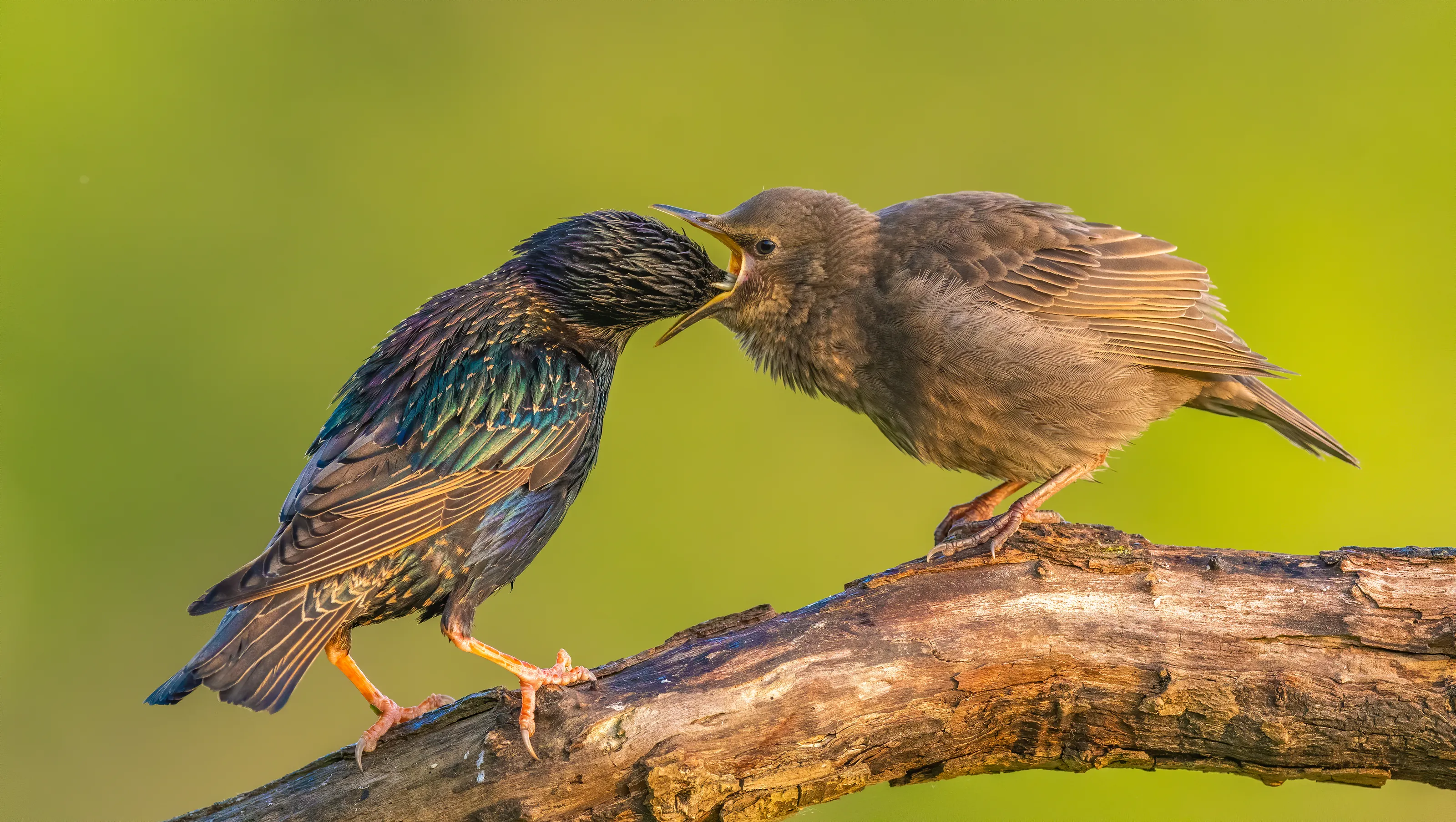 Parental Care in Wildlife