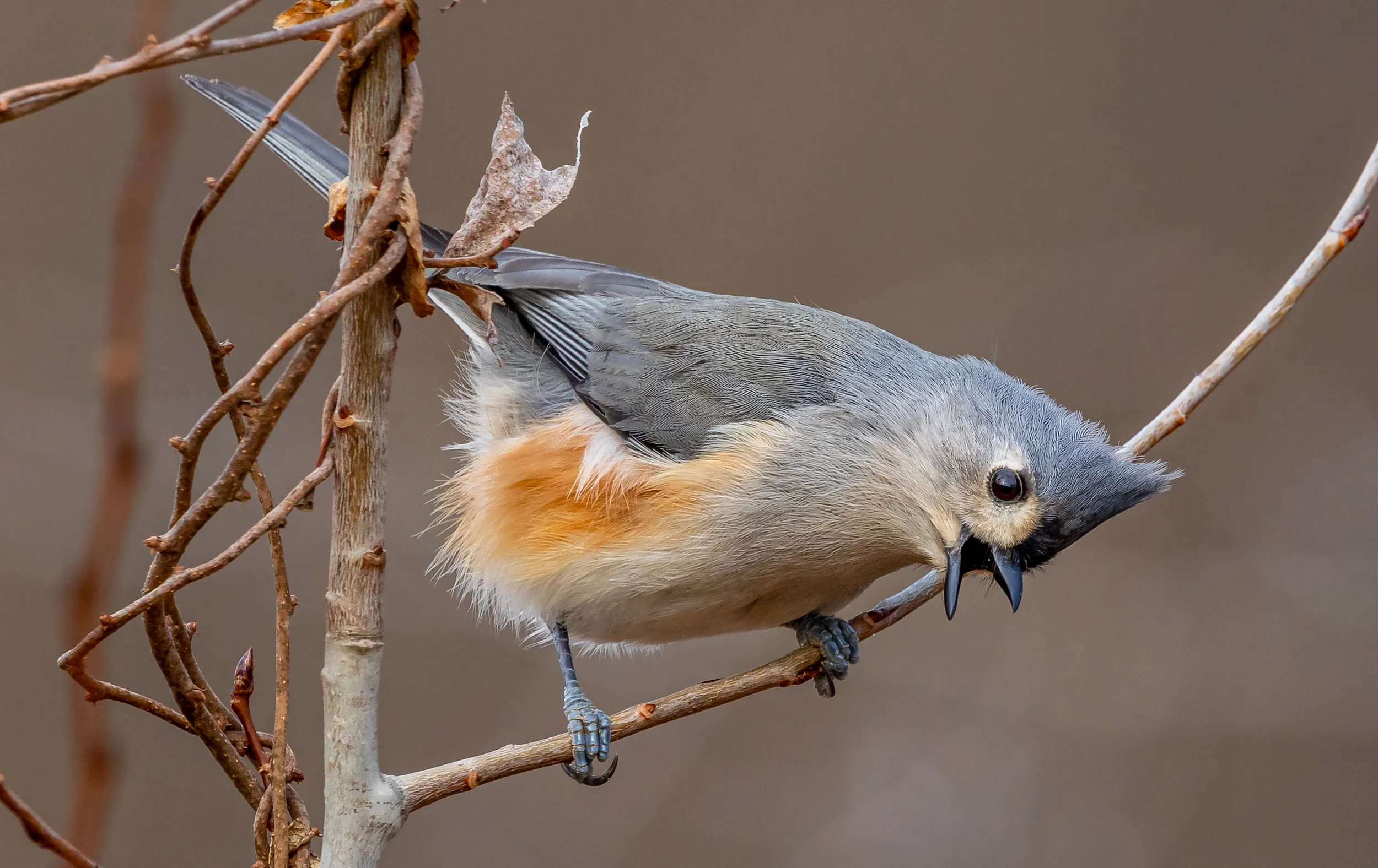 Birds (in colour)