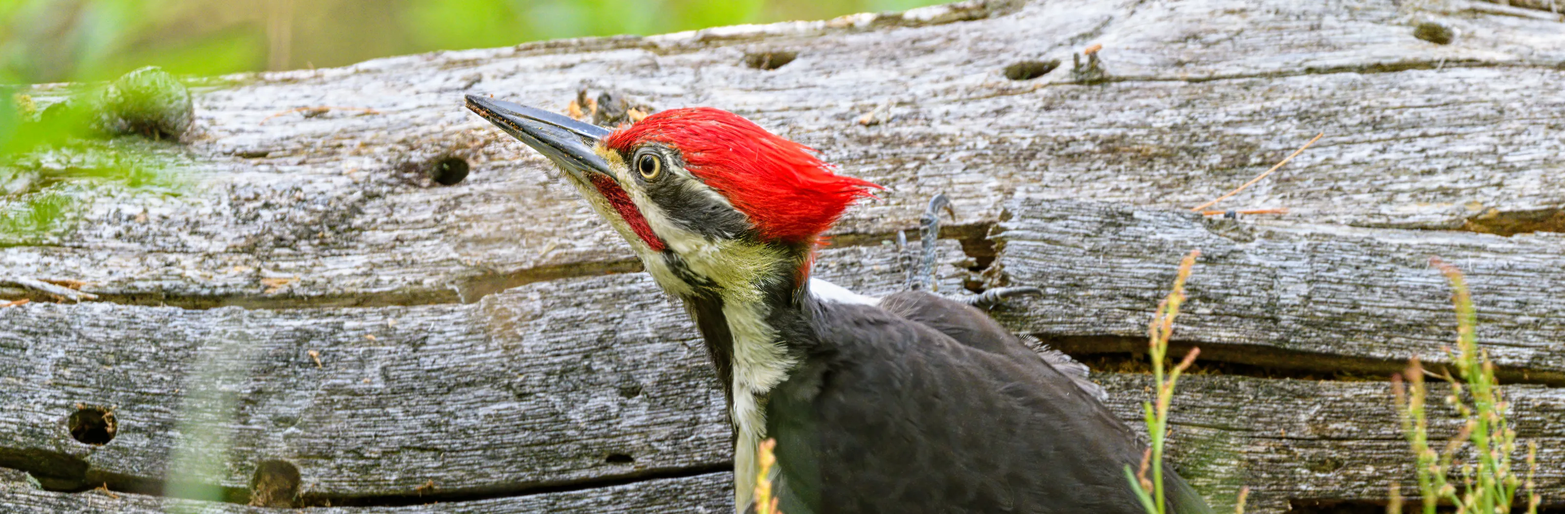 Wild Birds with Red Plumage