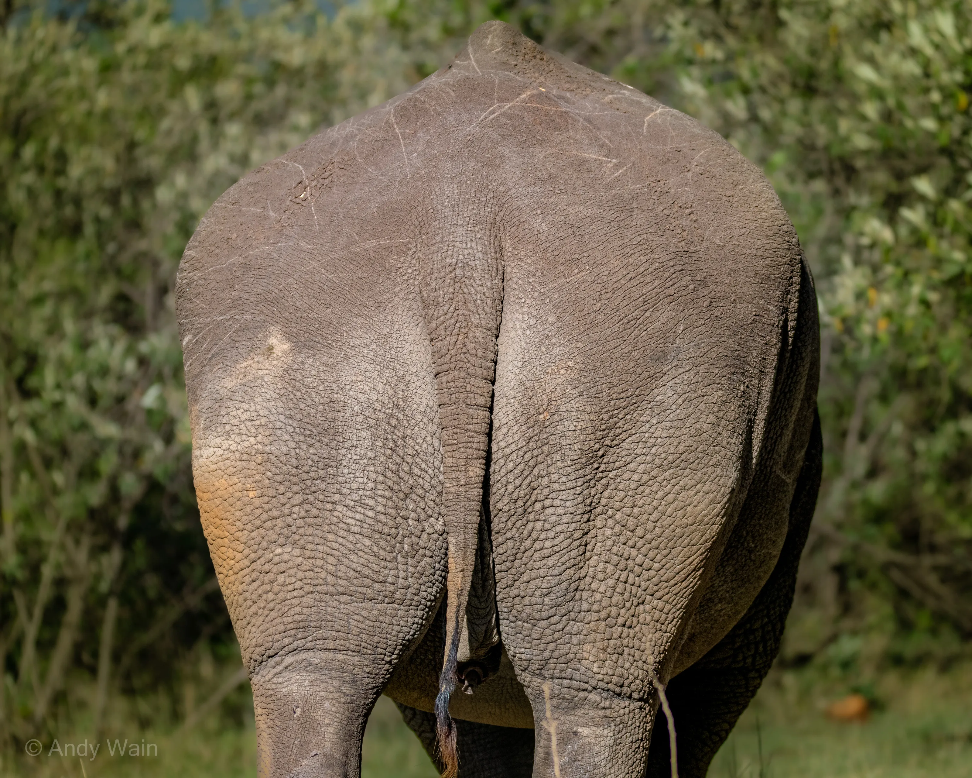 Animals from Behind (not people)