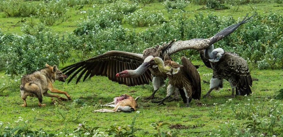 Animal Scavengers (not humans)