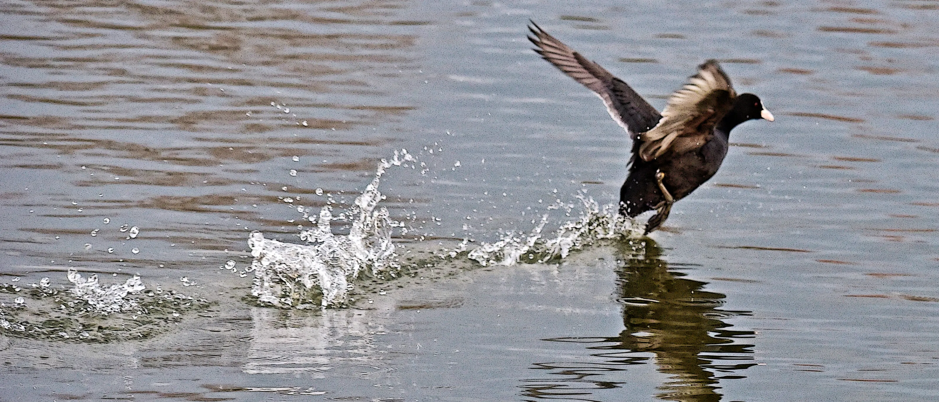 Birds Disturbing Water