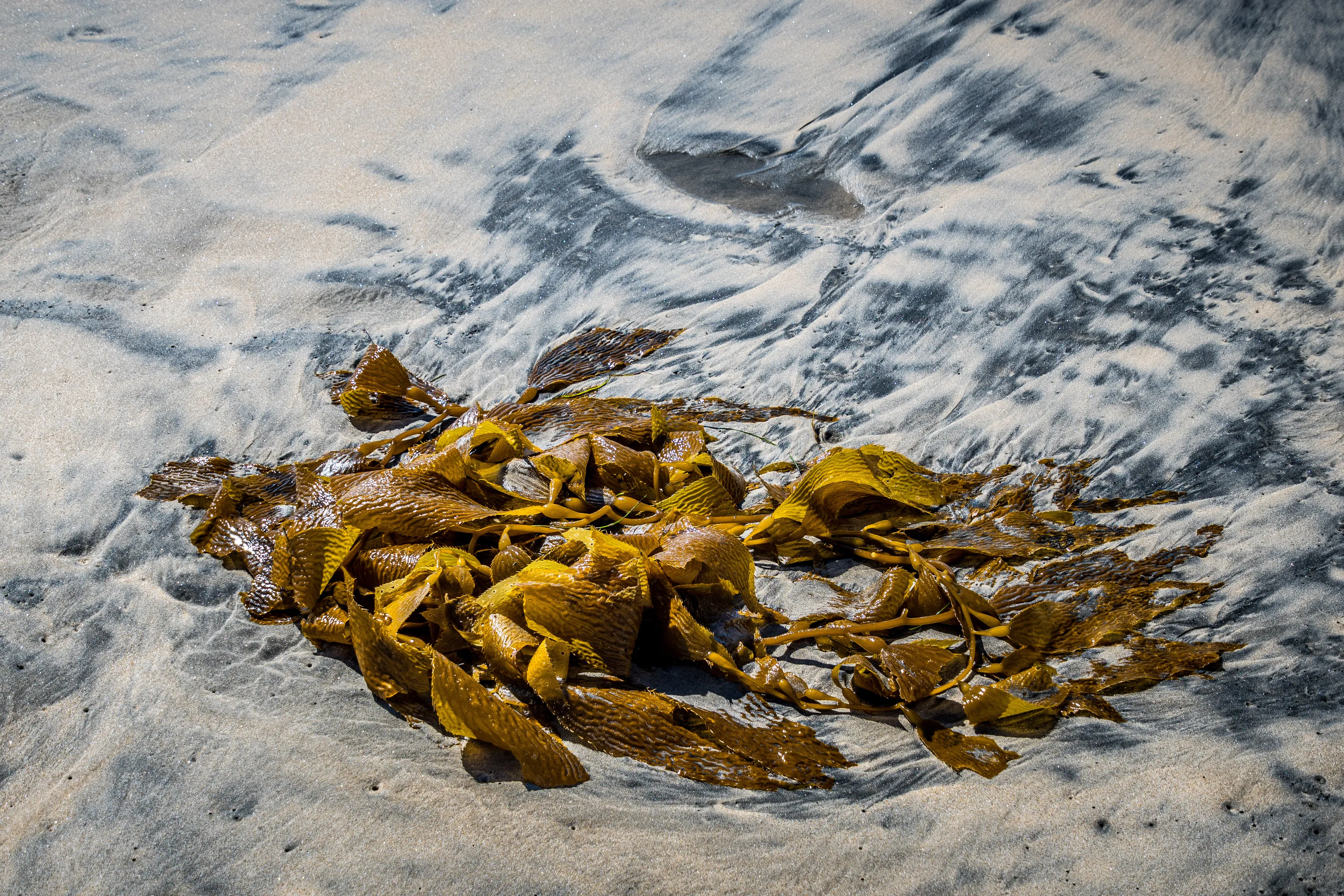 Seaweed (in colour)
