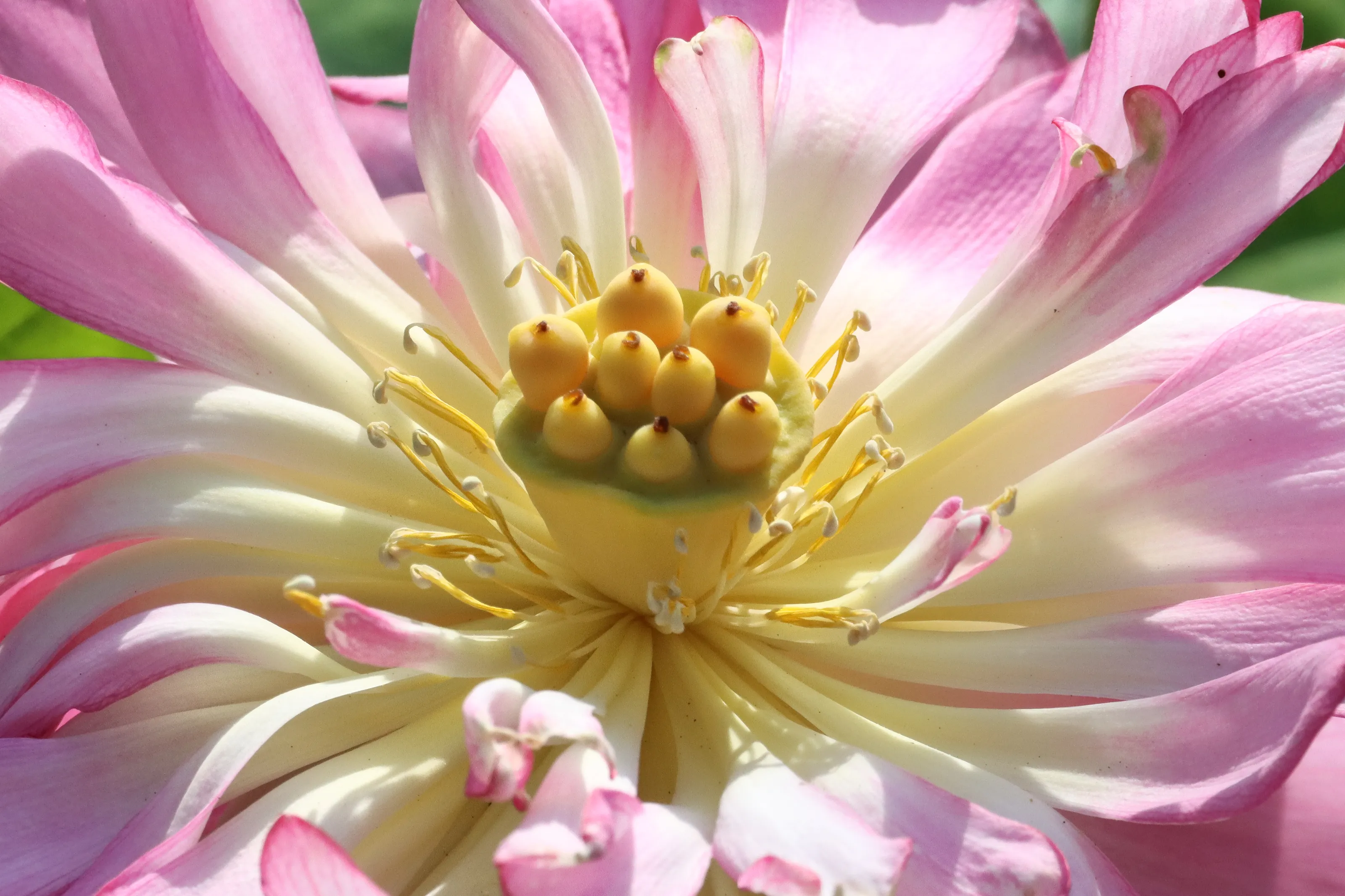 Colourful Flowers