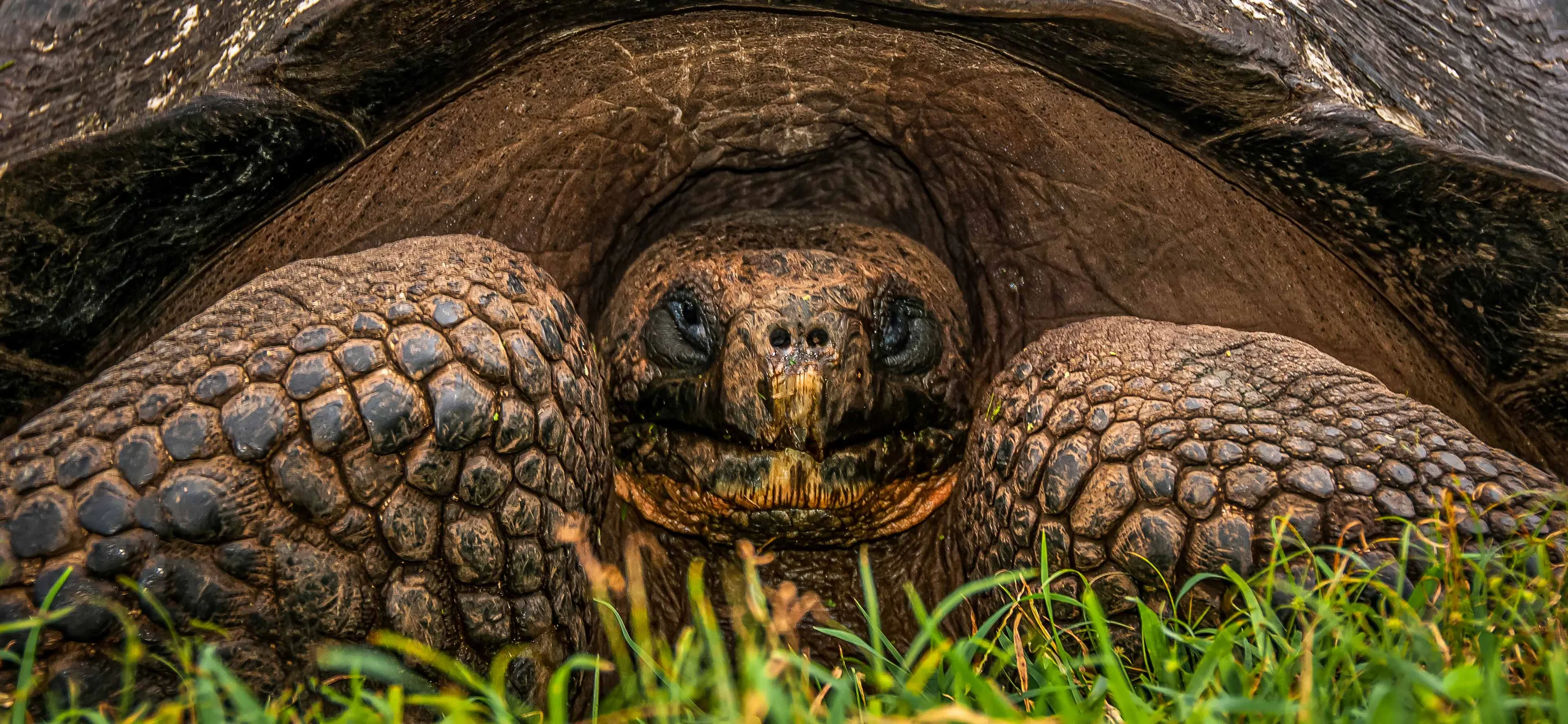 Living Tortoises