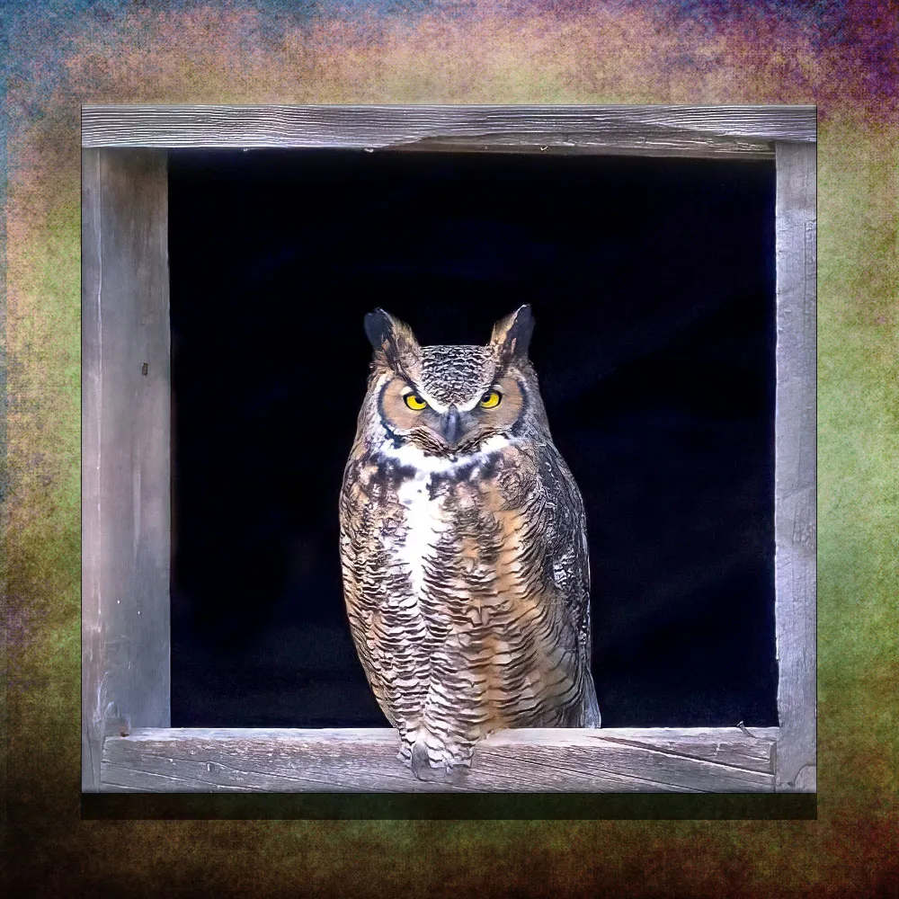 Wild Owls Standing or Perching