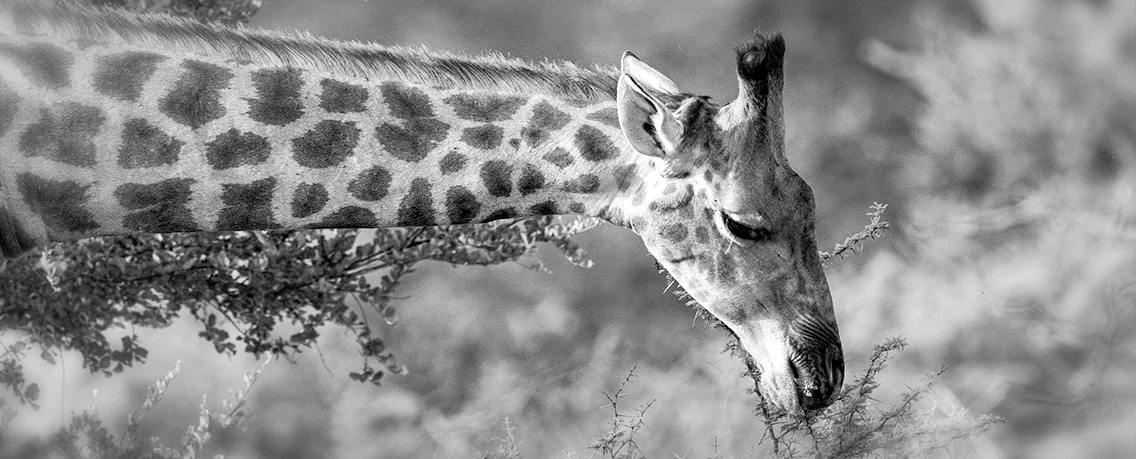 Your Best Black and White Photo