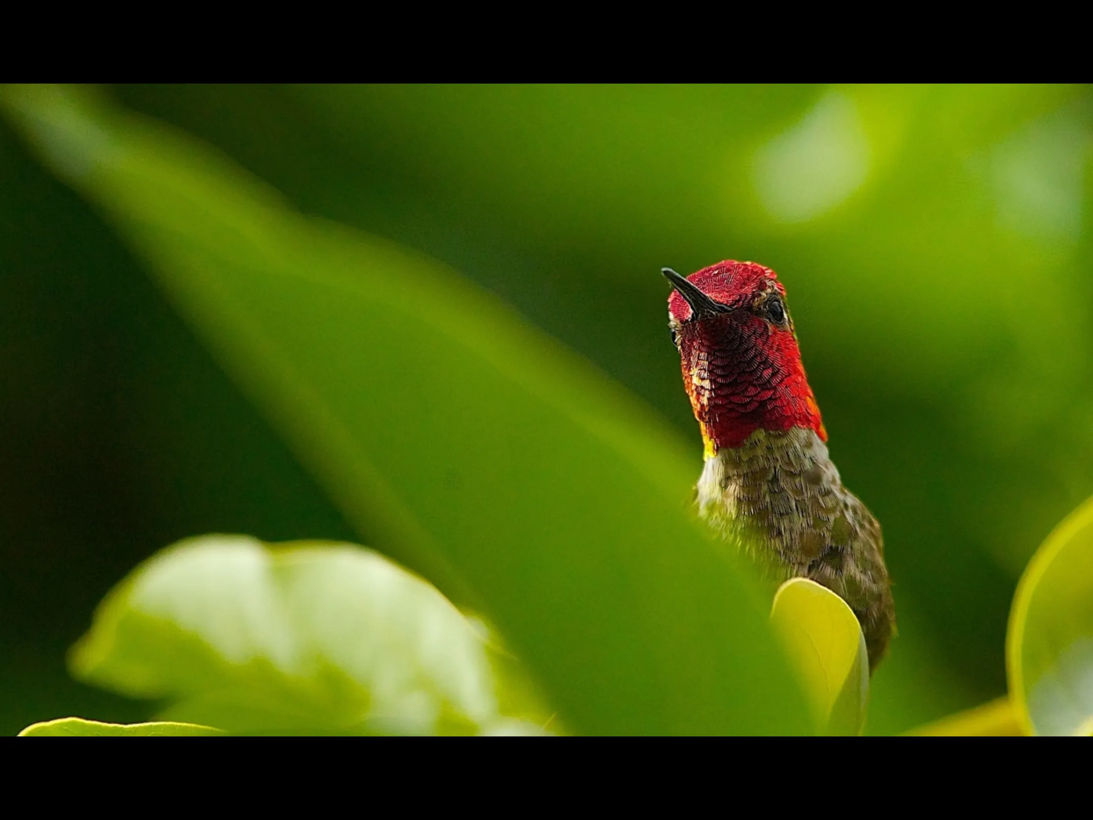 Hummingbirds