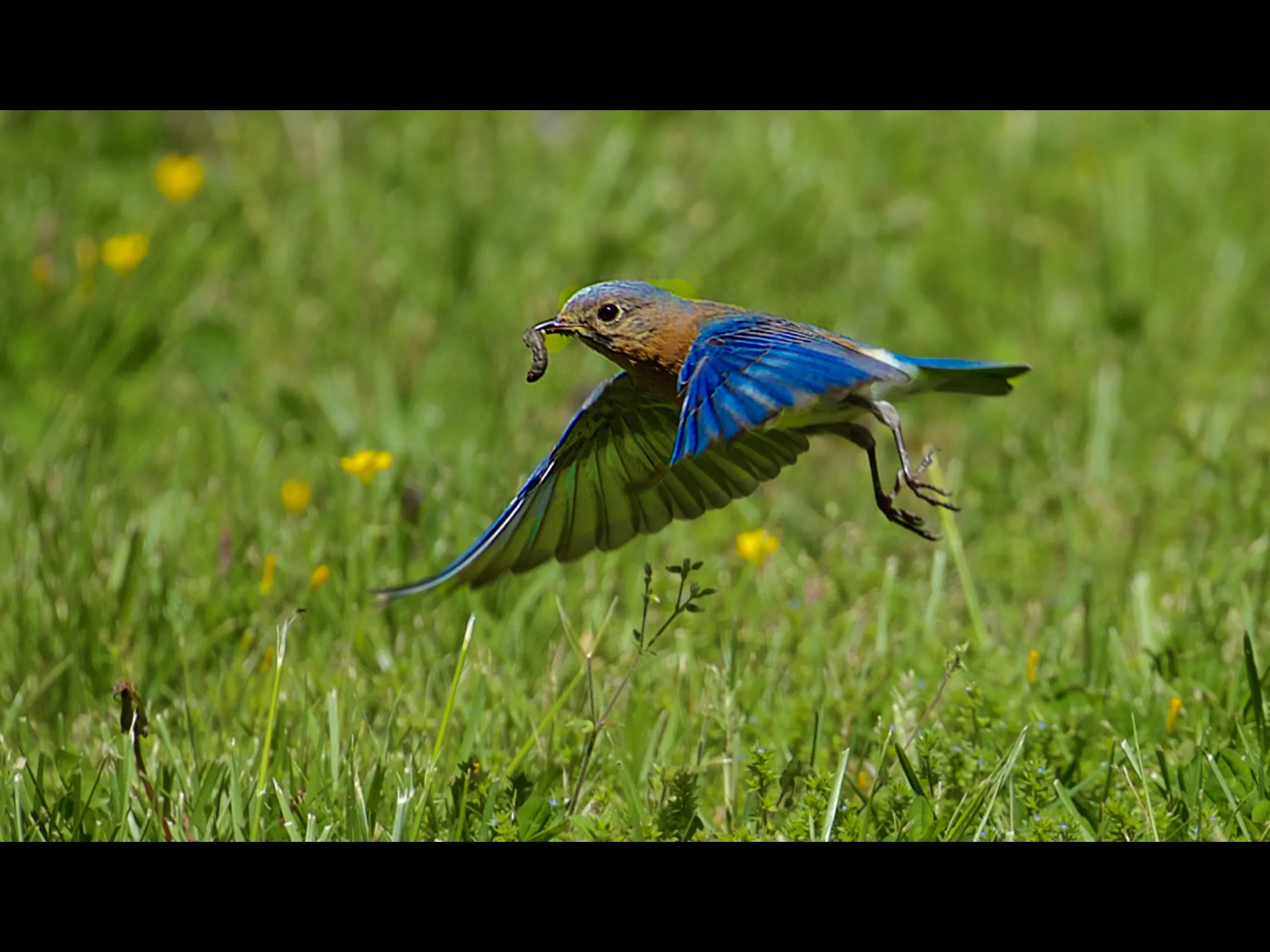 Blue-Coloured Birds