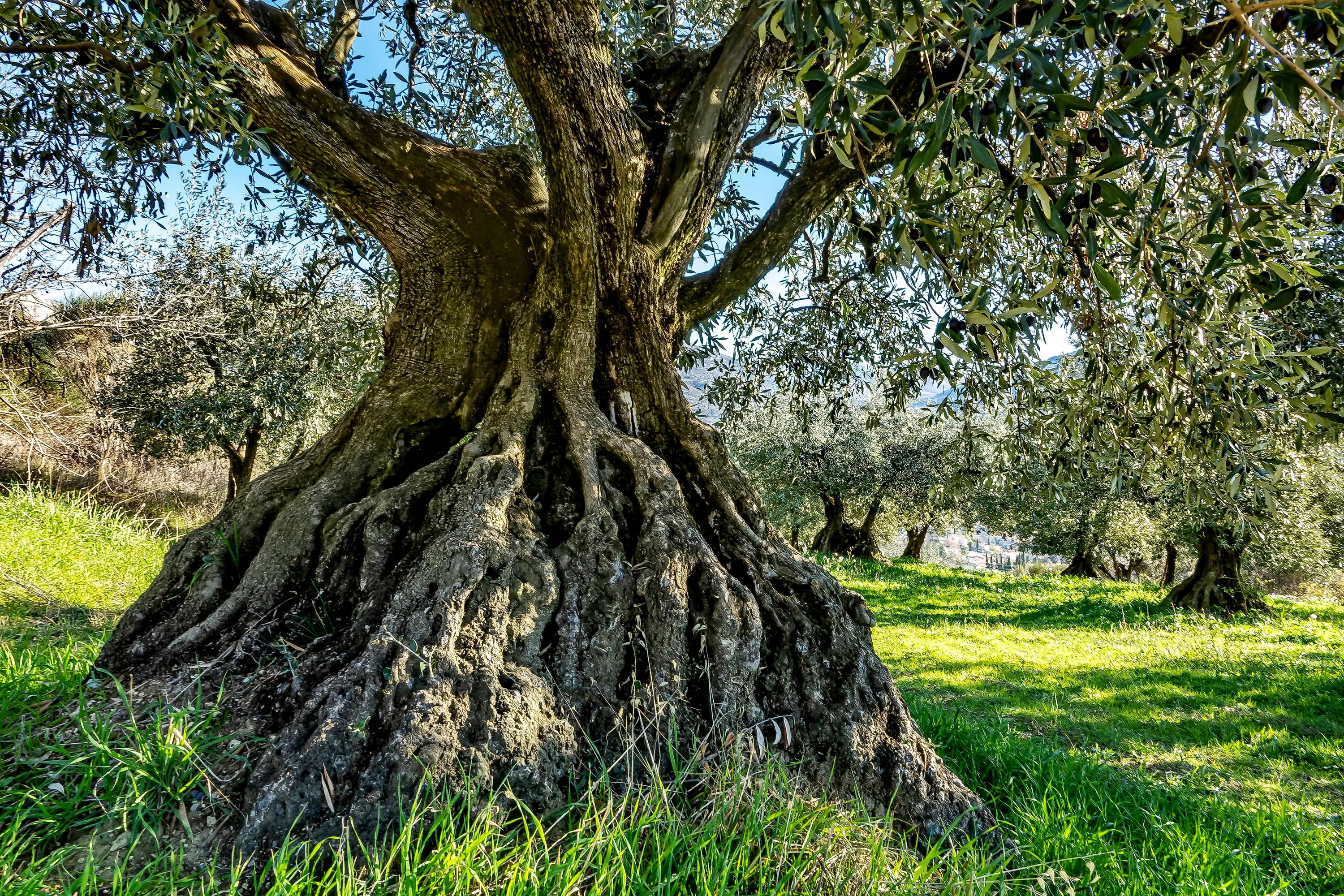 Olive Trees