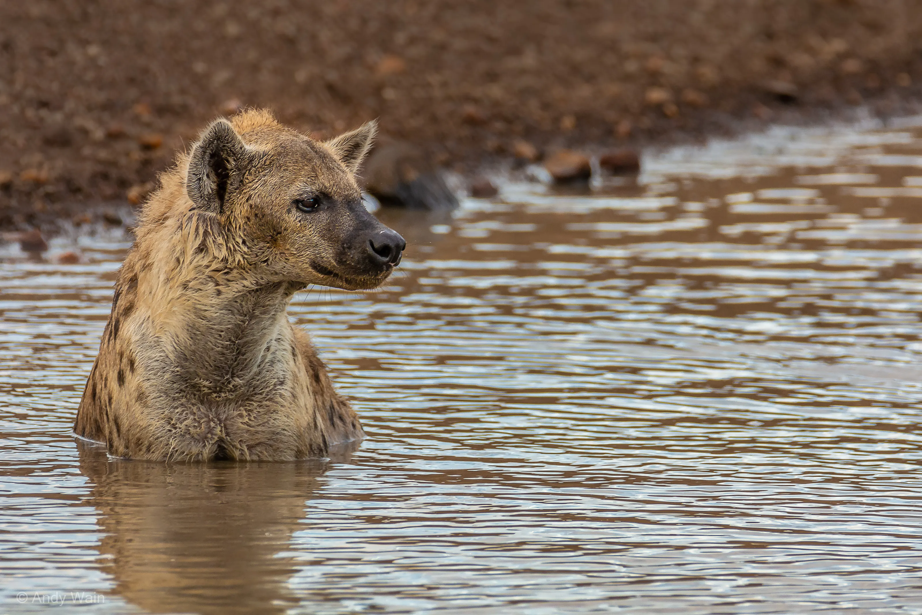 Wildlife Having a Bath (no pets or farm animals)