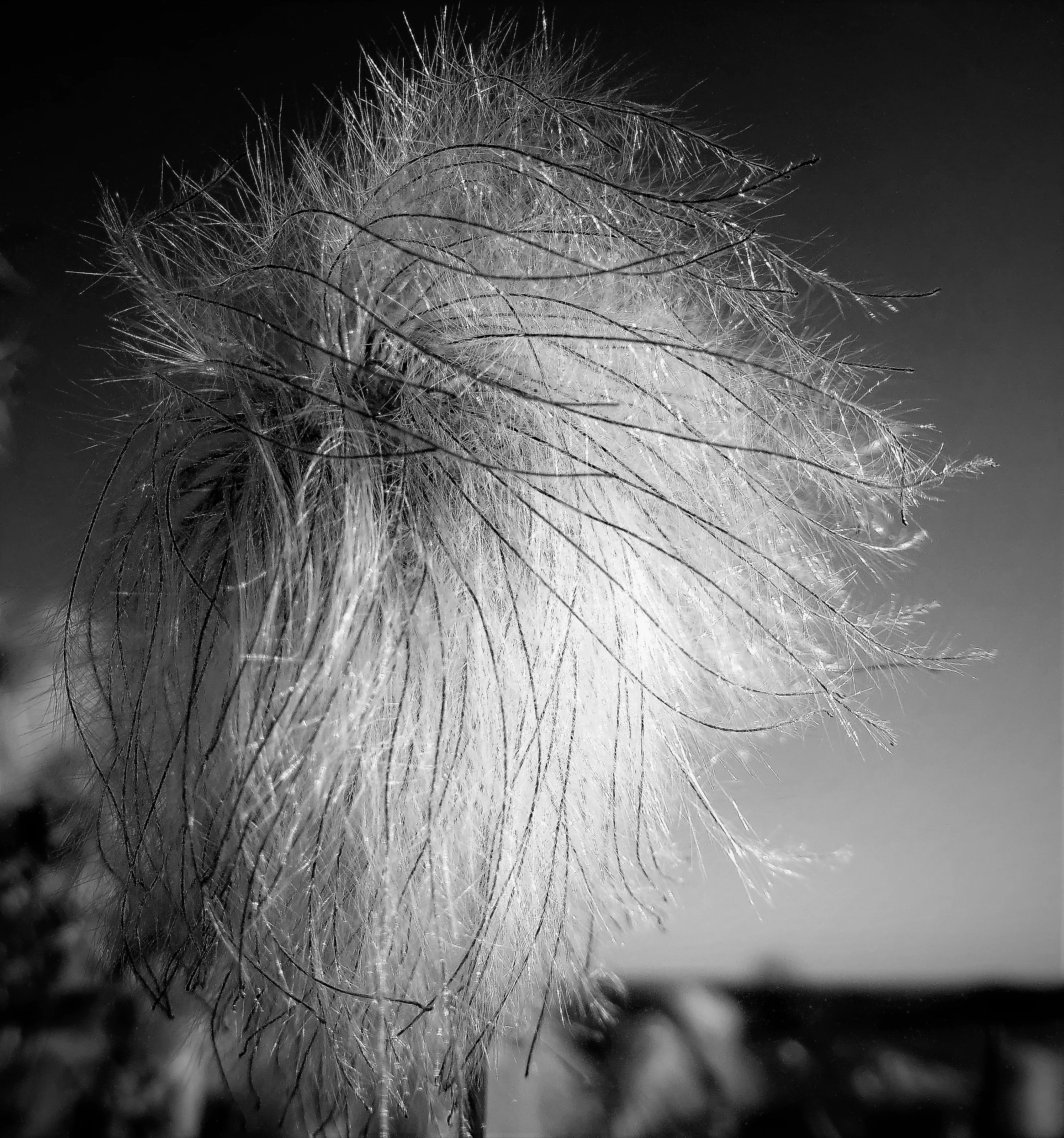 Close-Ups in Black and White