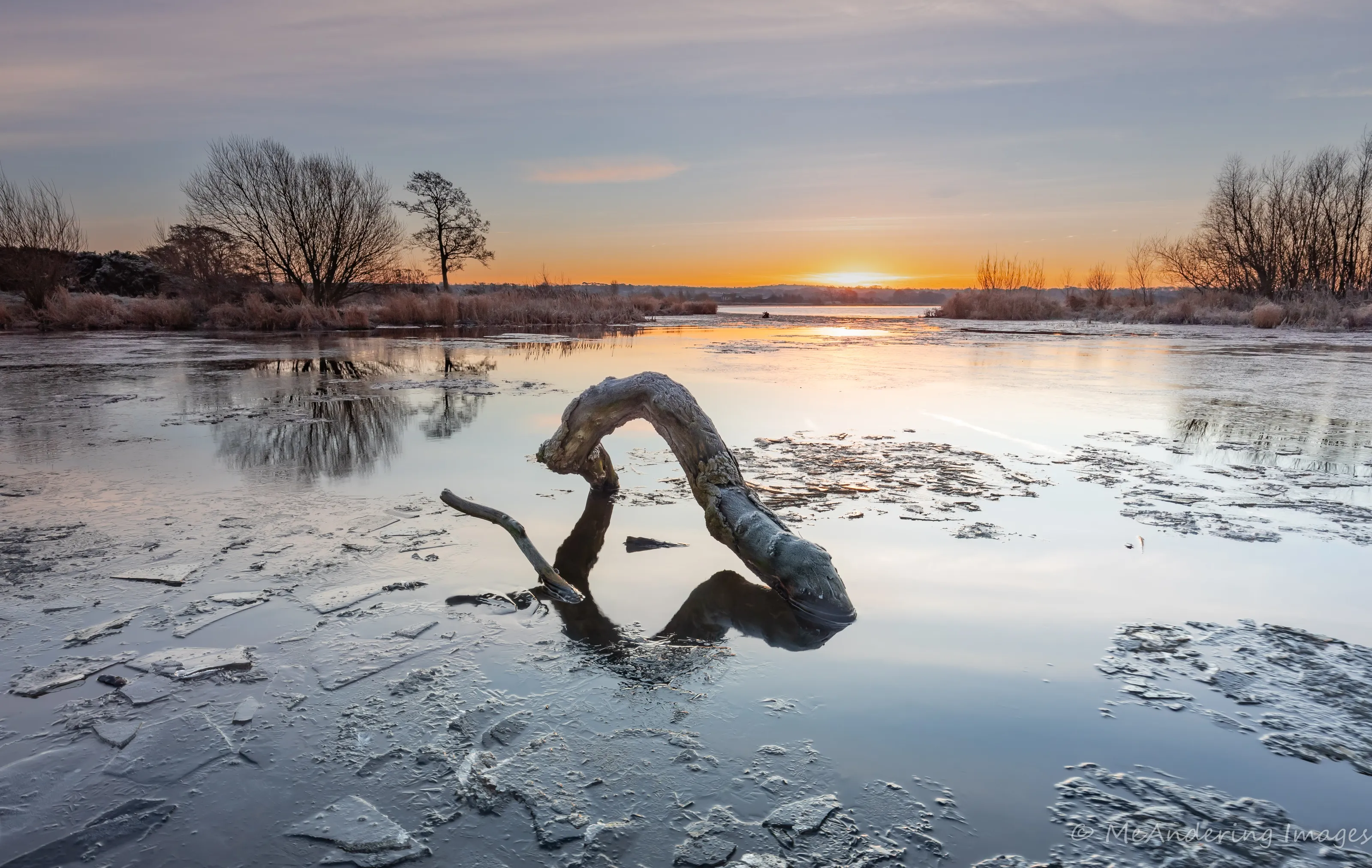 Driftwood in its Natural Surroundings