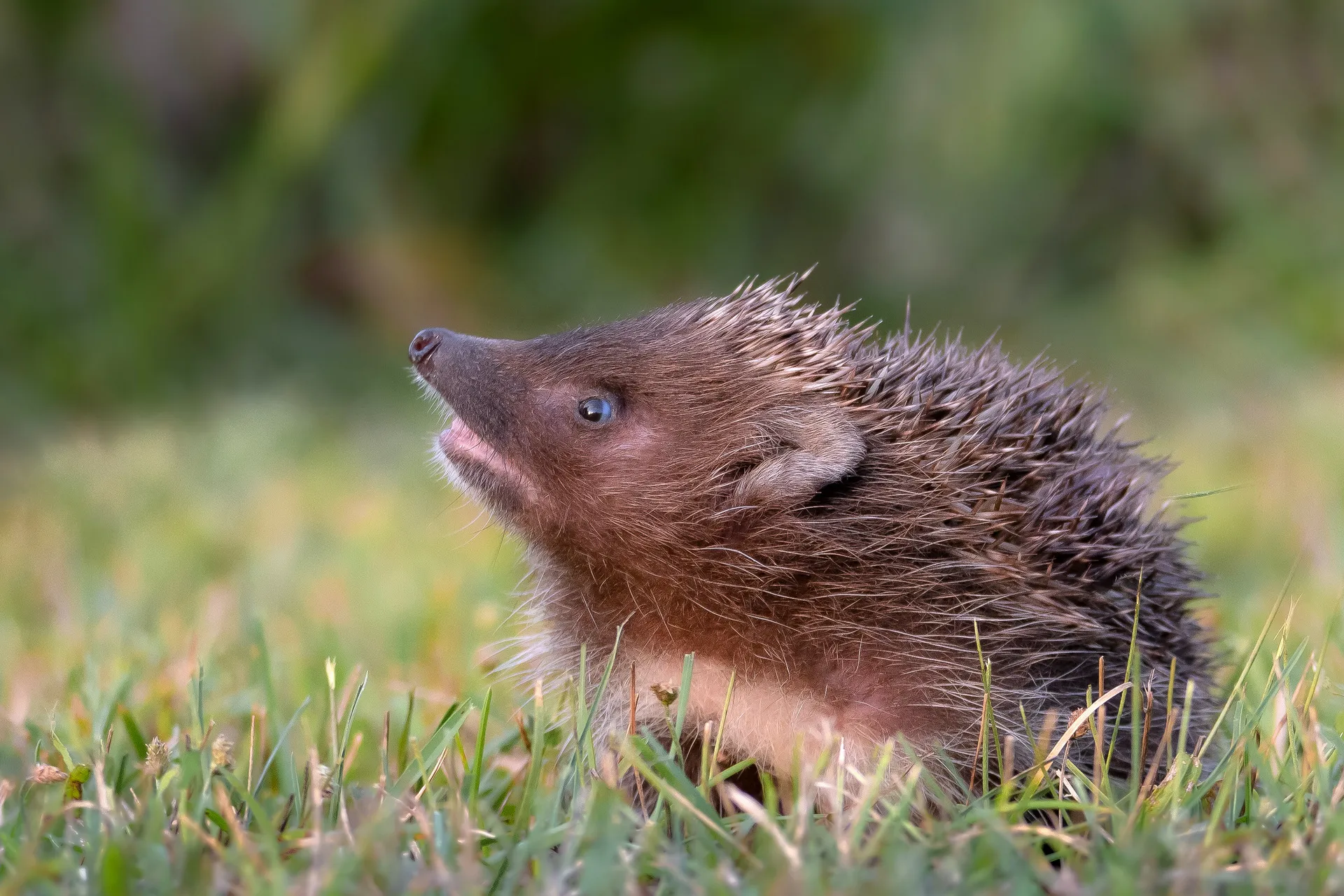 Hedgehogs