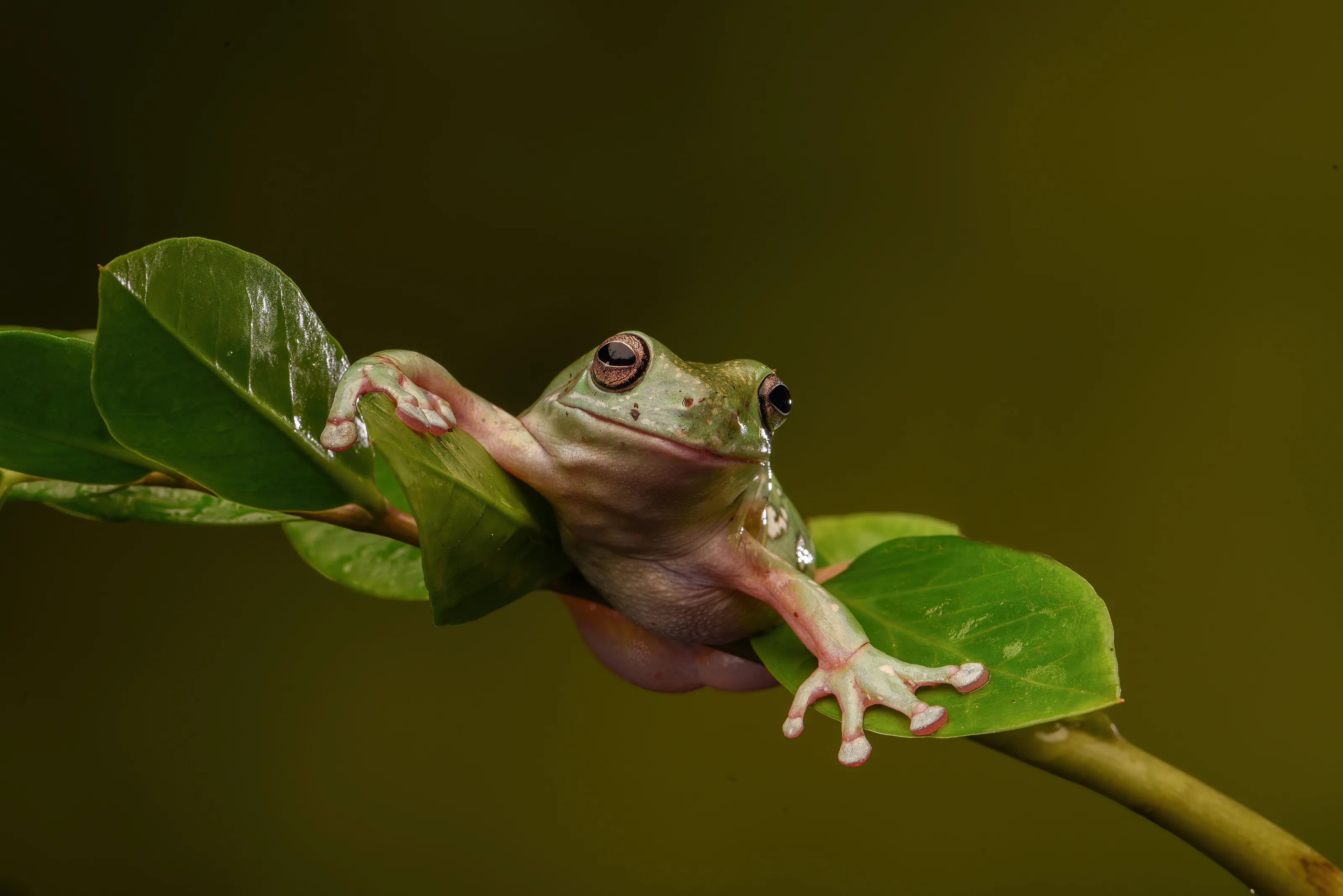 Frogs (in colour)