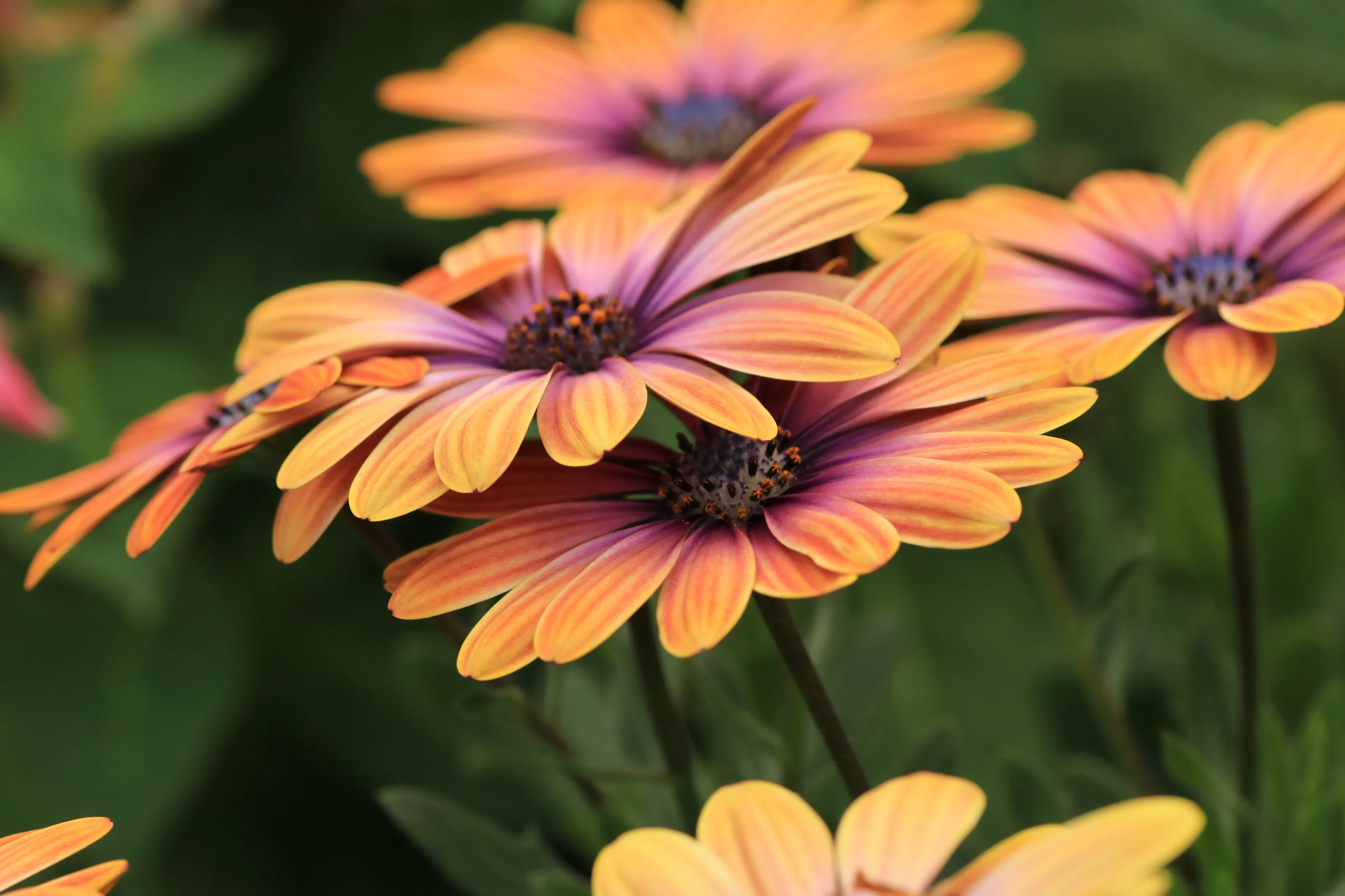 Brightly Coloured Flowers