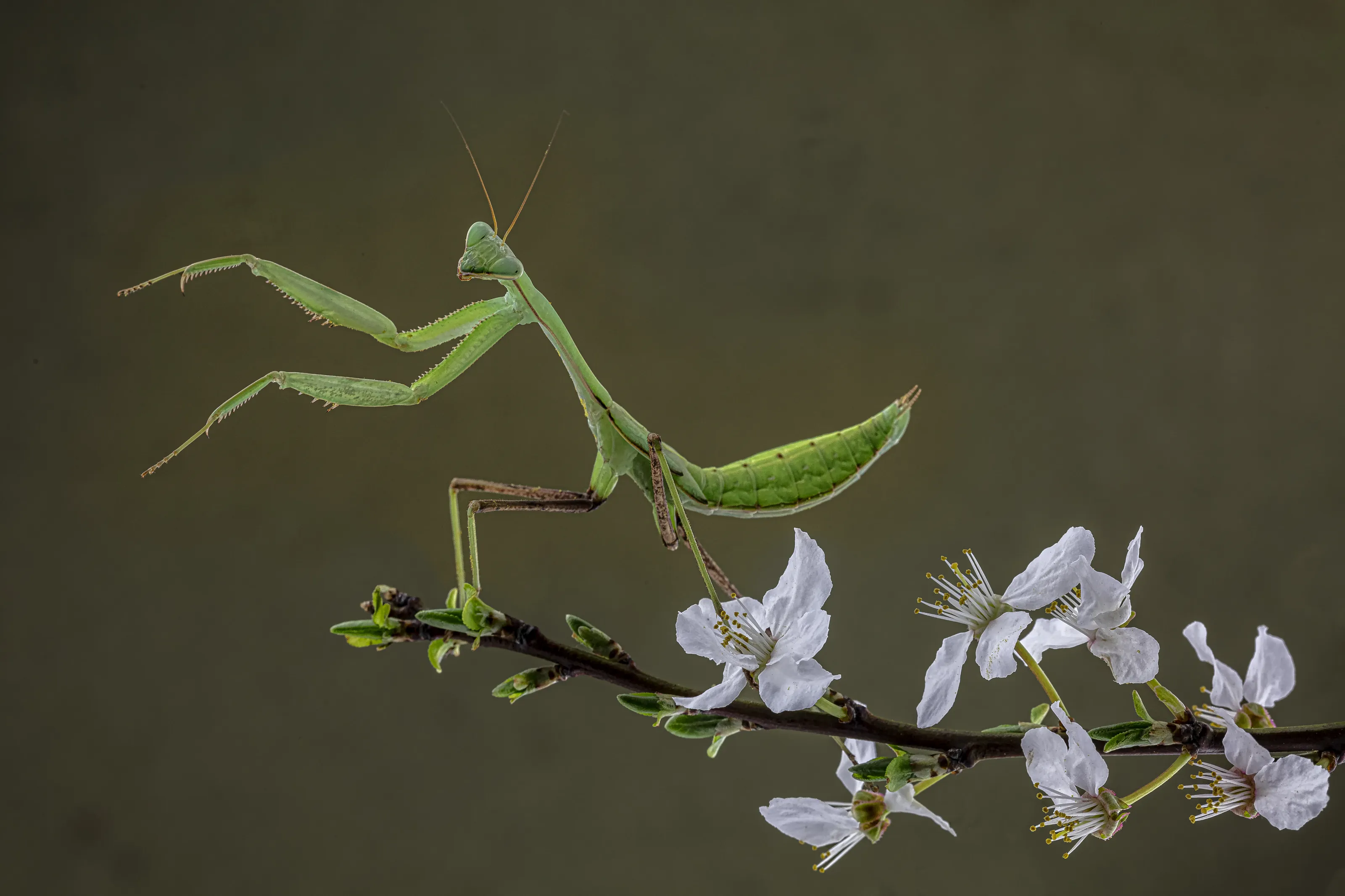 Green-Coloured Insects