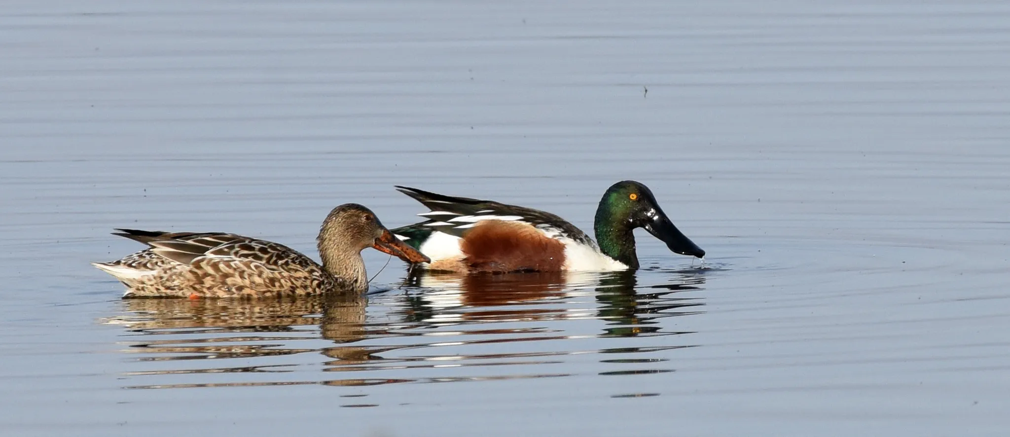 Pairs of Ducks or Geese