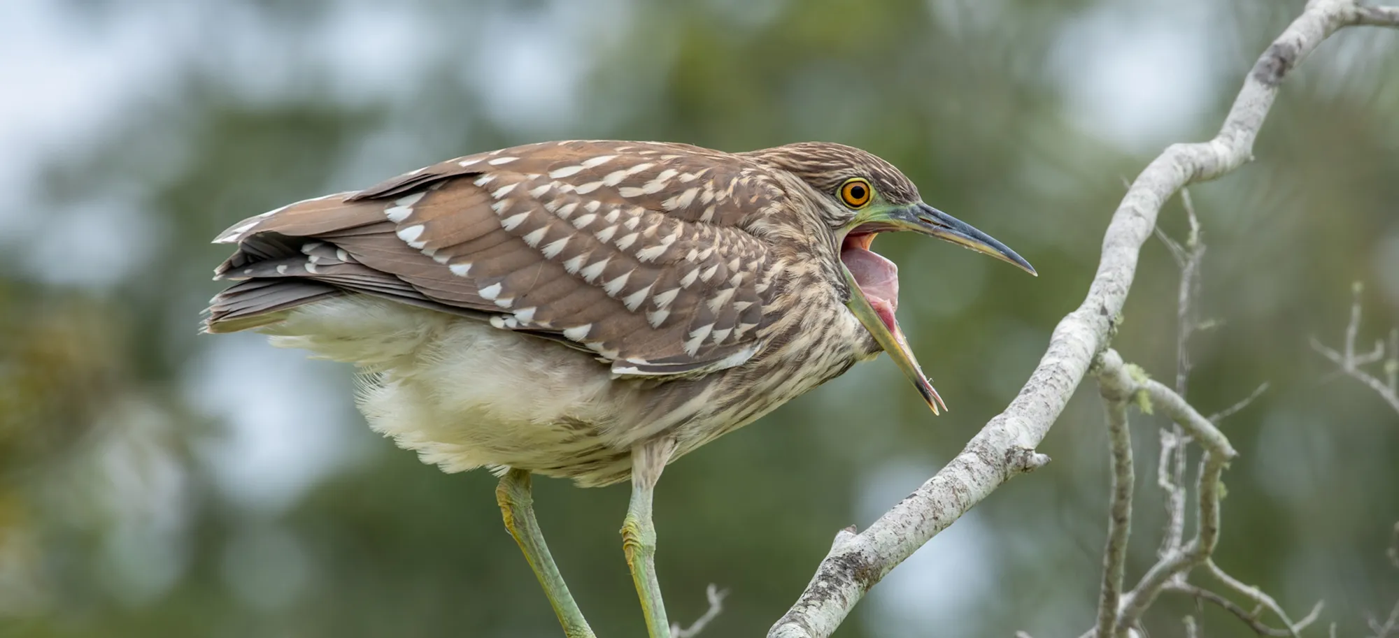 Juvenile Herons in their Natural Habitat