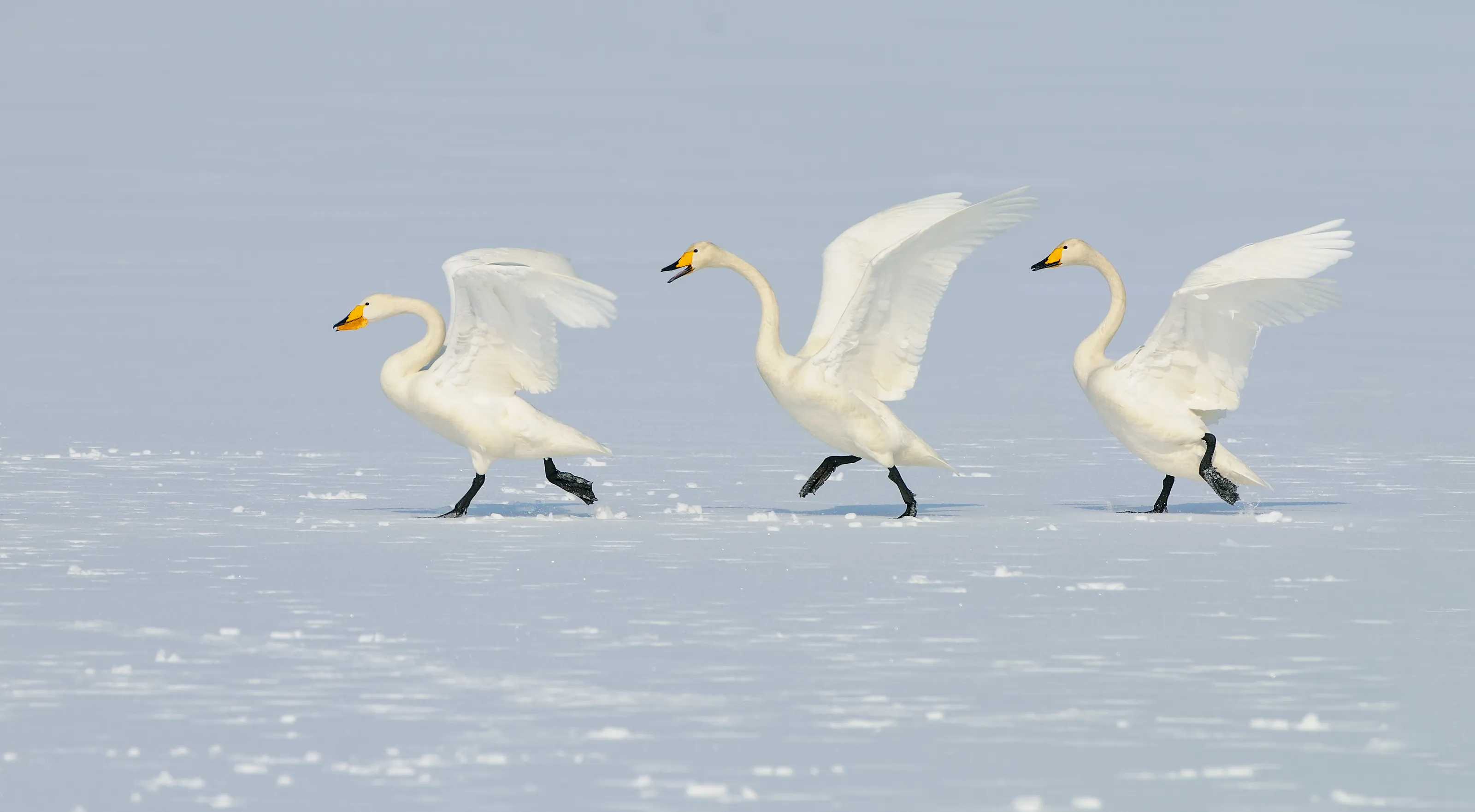 Birds in Winter