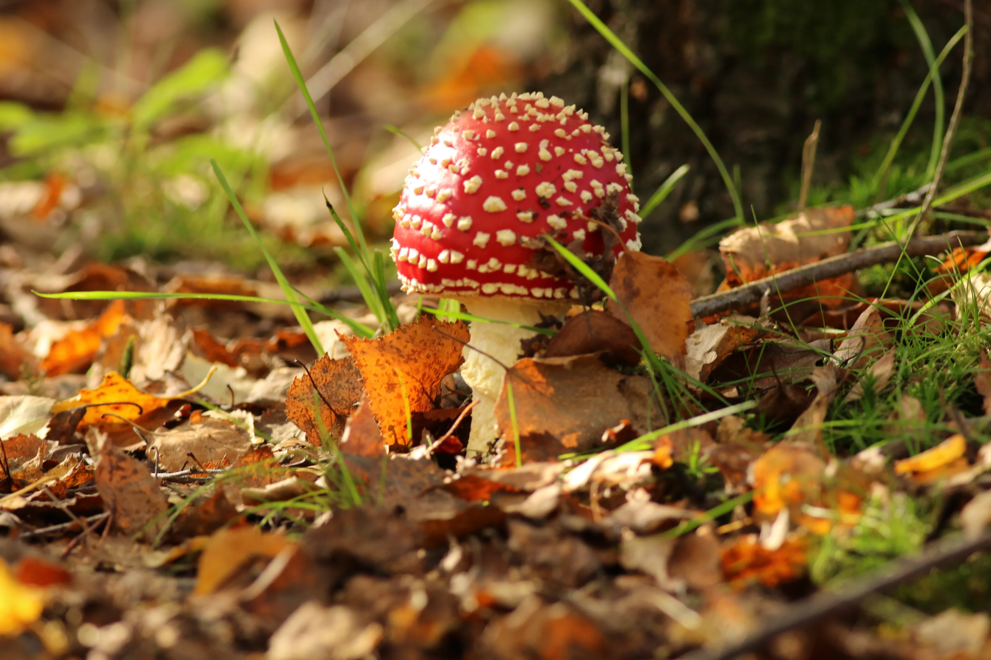 Mushrooms and Toadstools in Nature