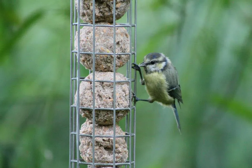 Birds
