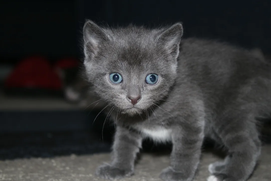 Blue-Eyed Animals (not humans)