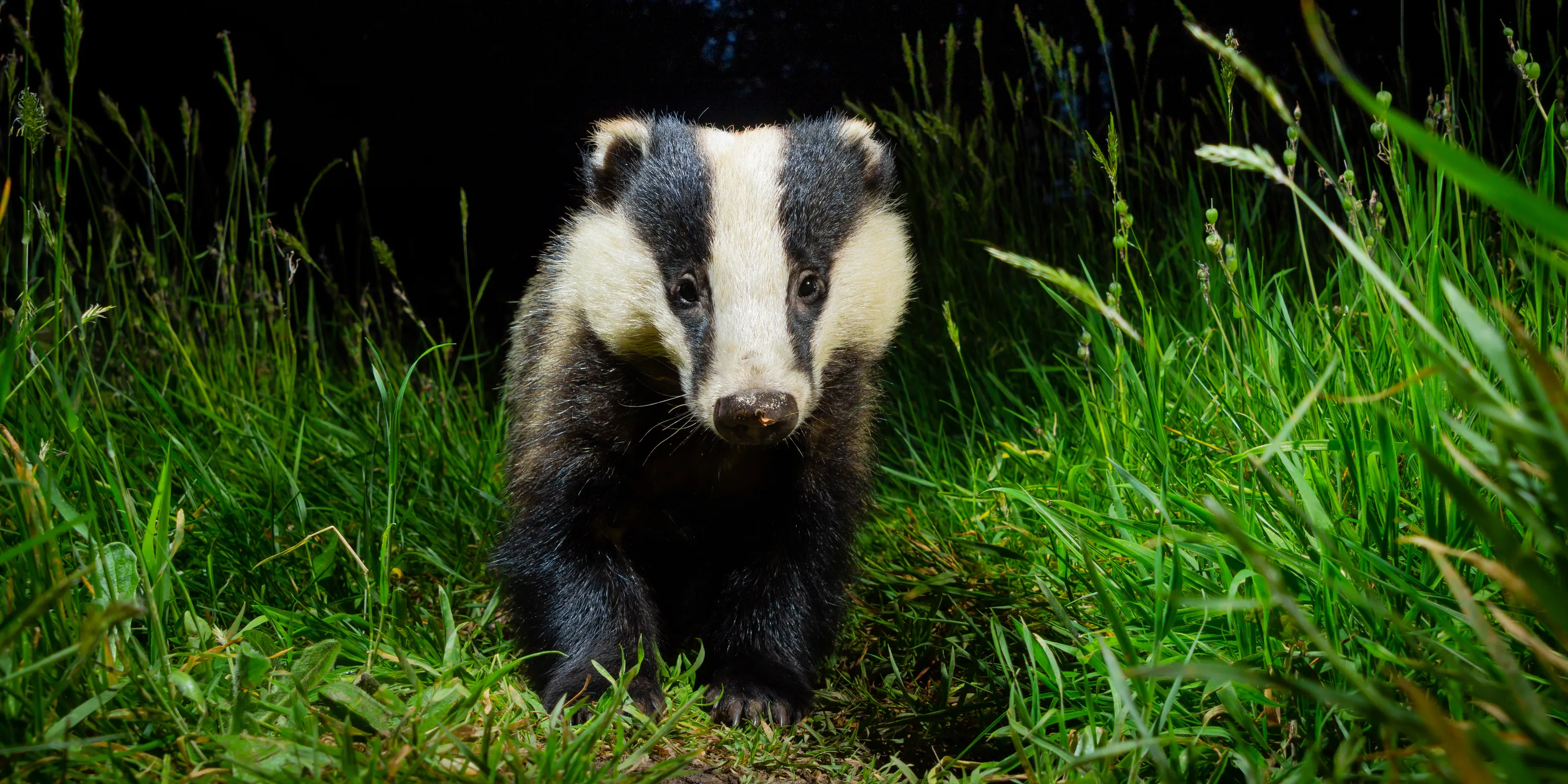 Stunning British Wildlife