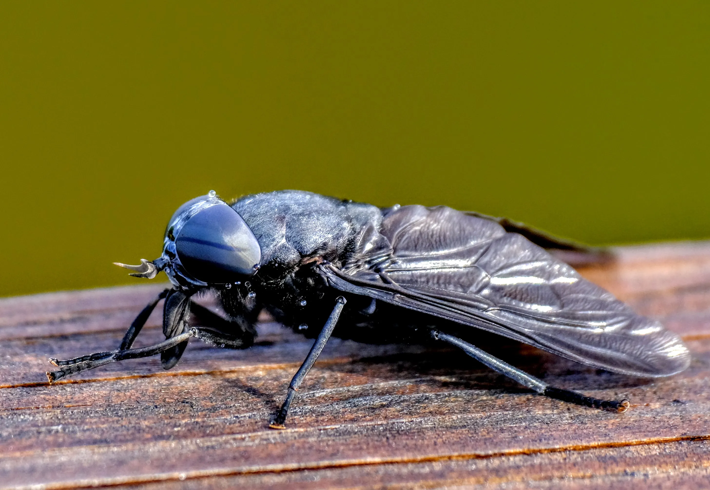 Black-Coloured Insects (not spiders)