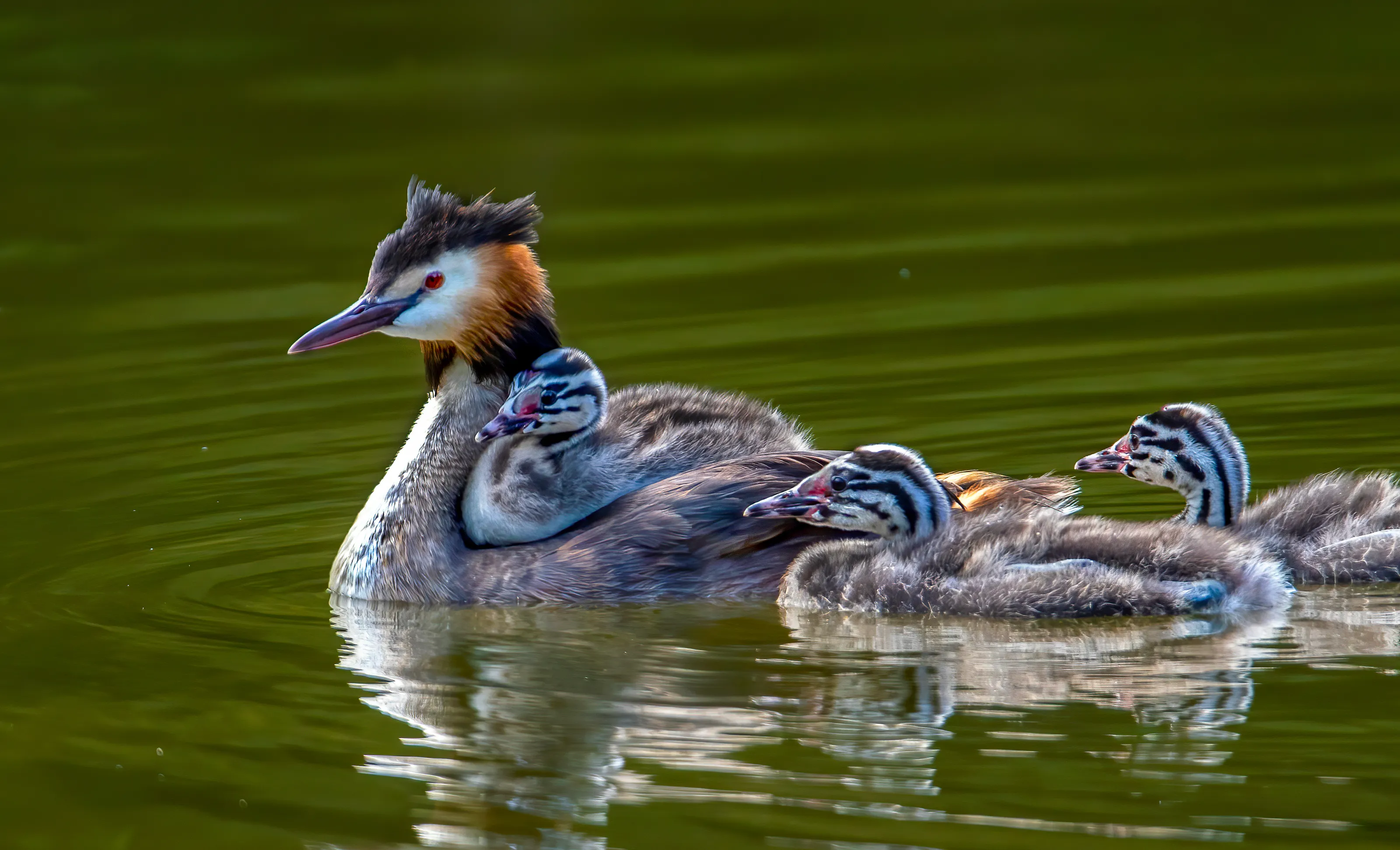 Grebes