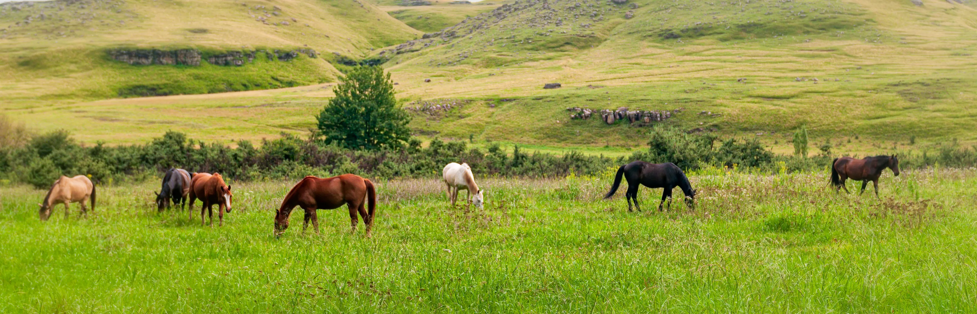 Horses (no zebras)