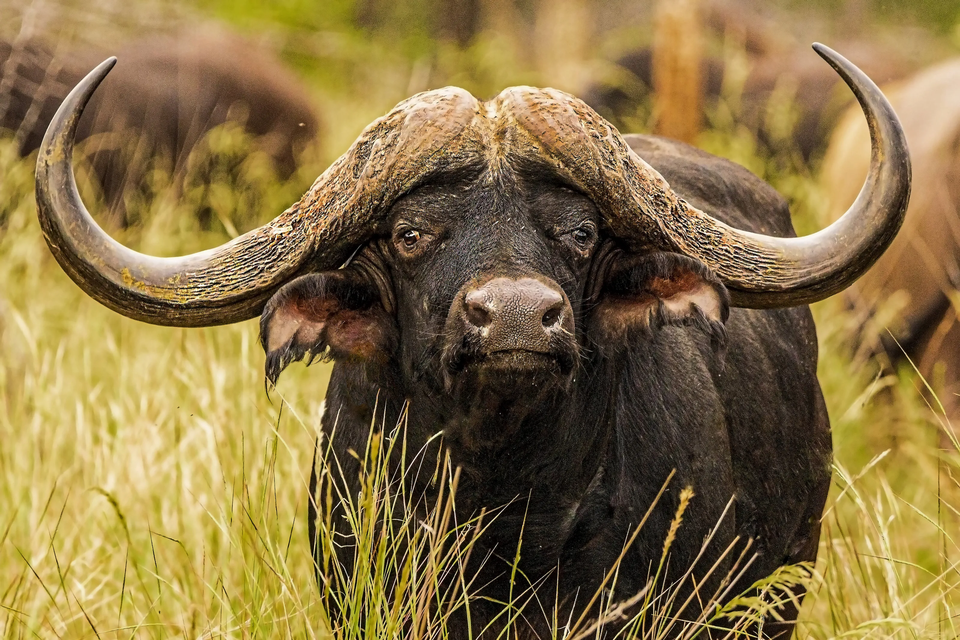 Live Animals with Horns or Antlers