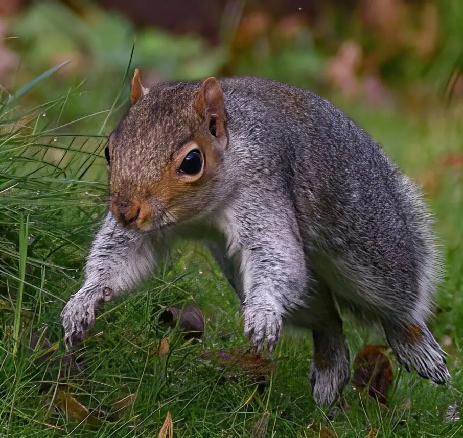 Grey Squirrels (in colour)