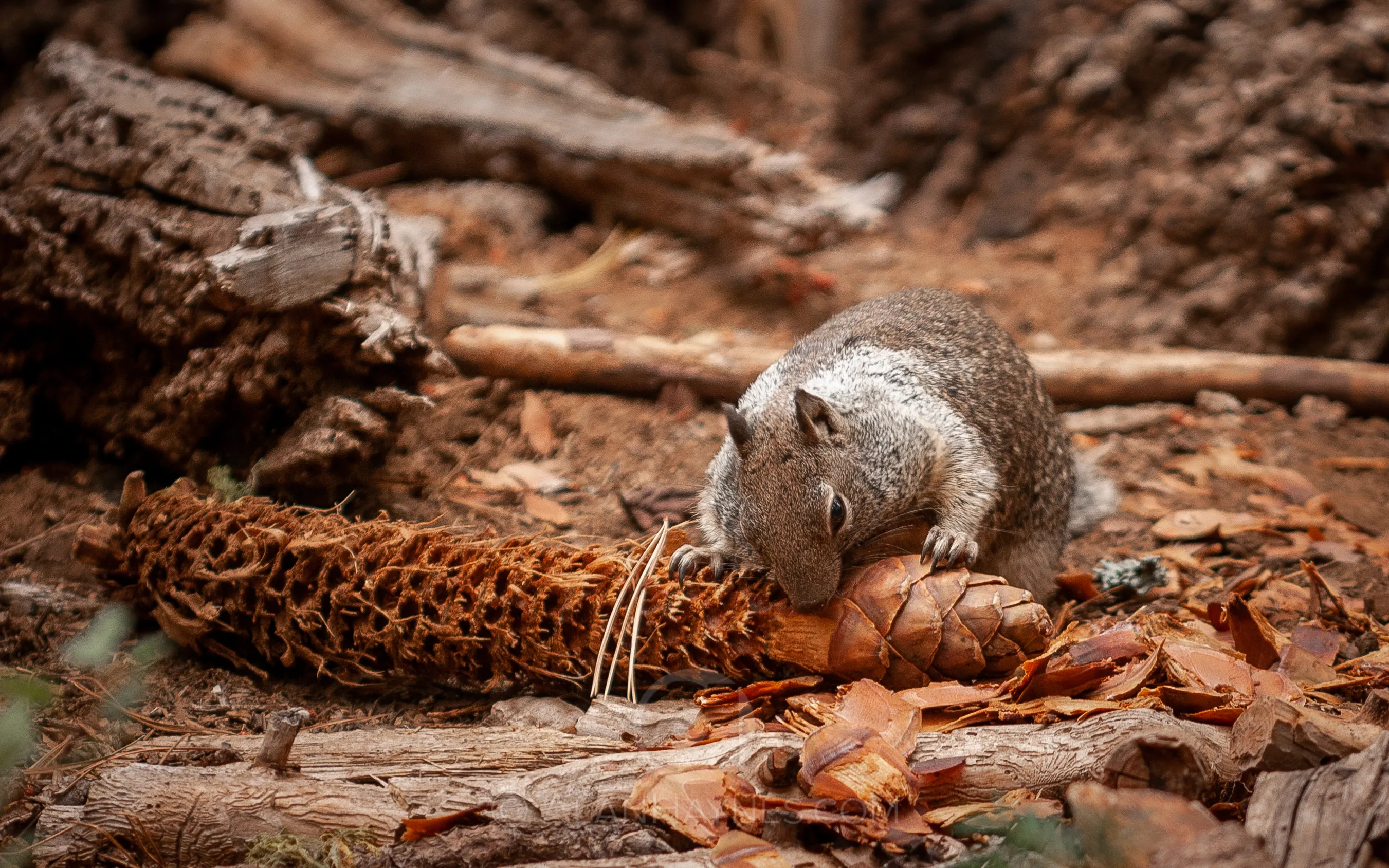 Animals Eating Plant Material