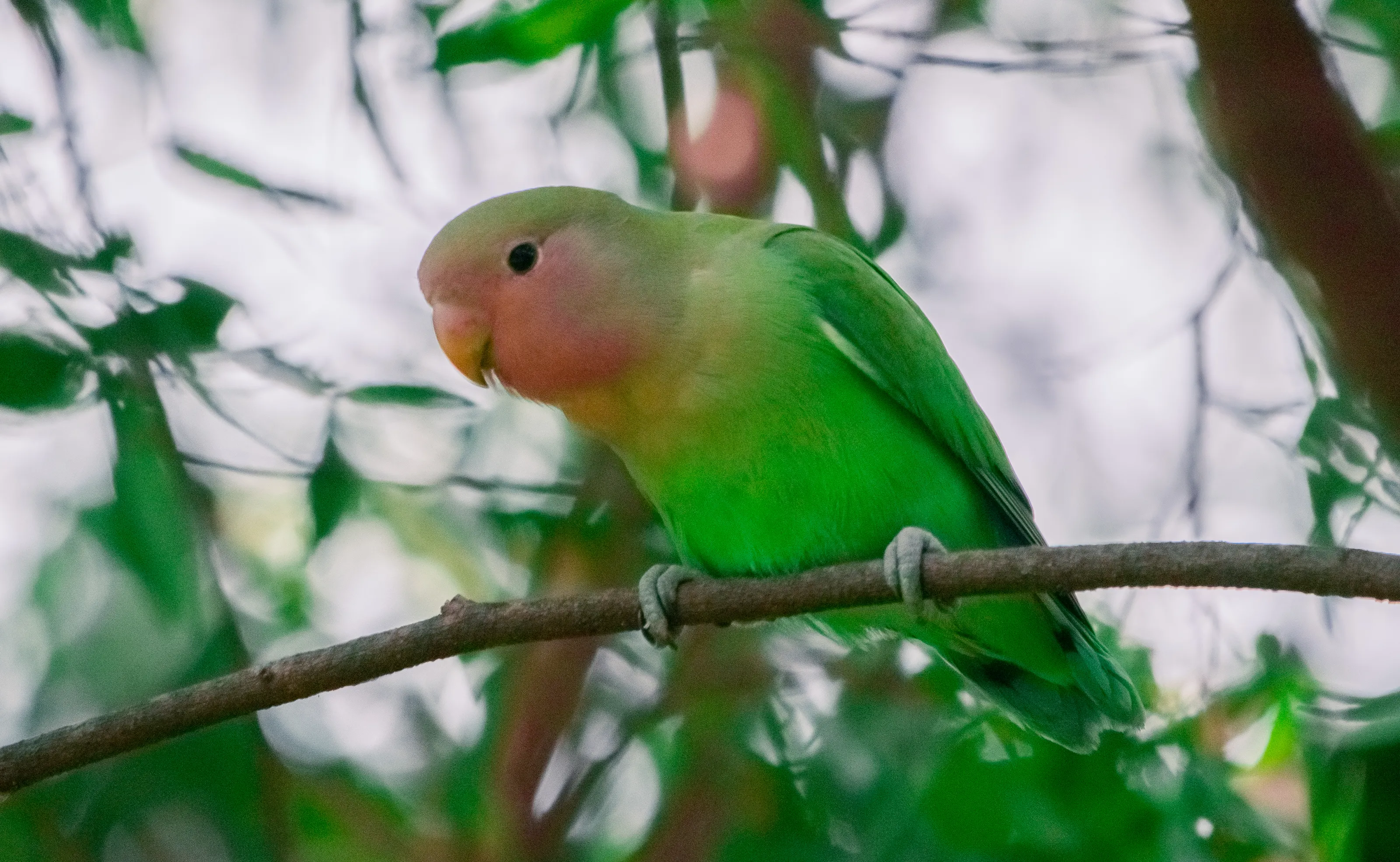 Wild Parrots