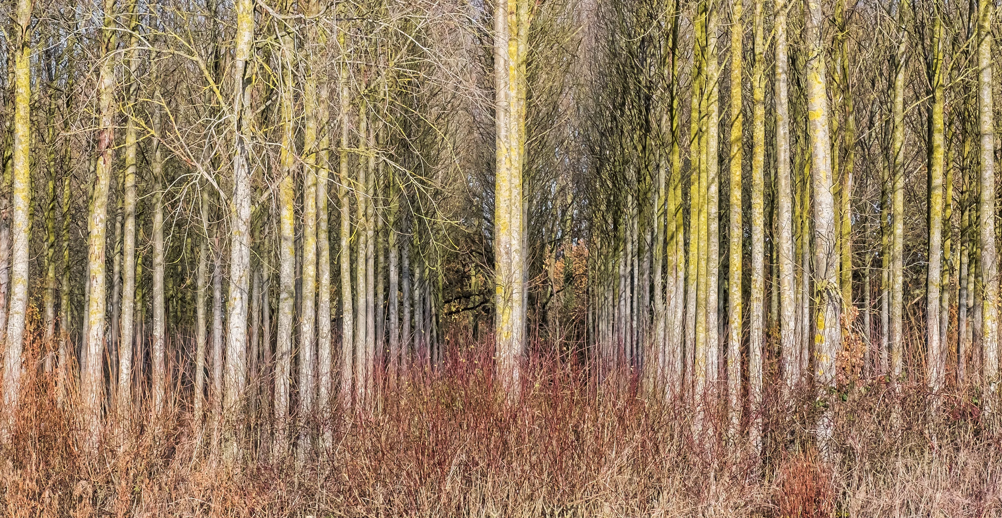 Woods and Forests in Winter