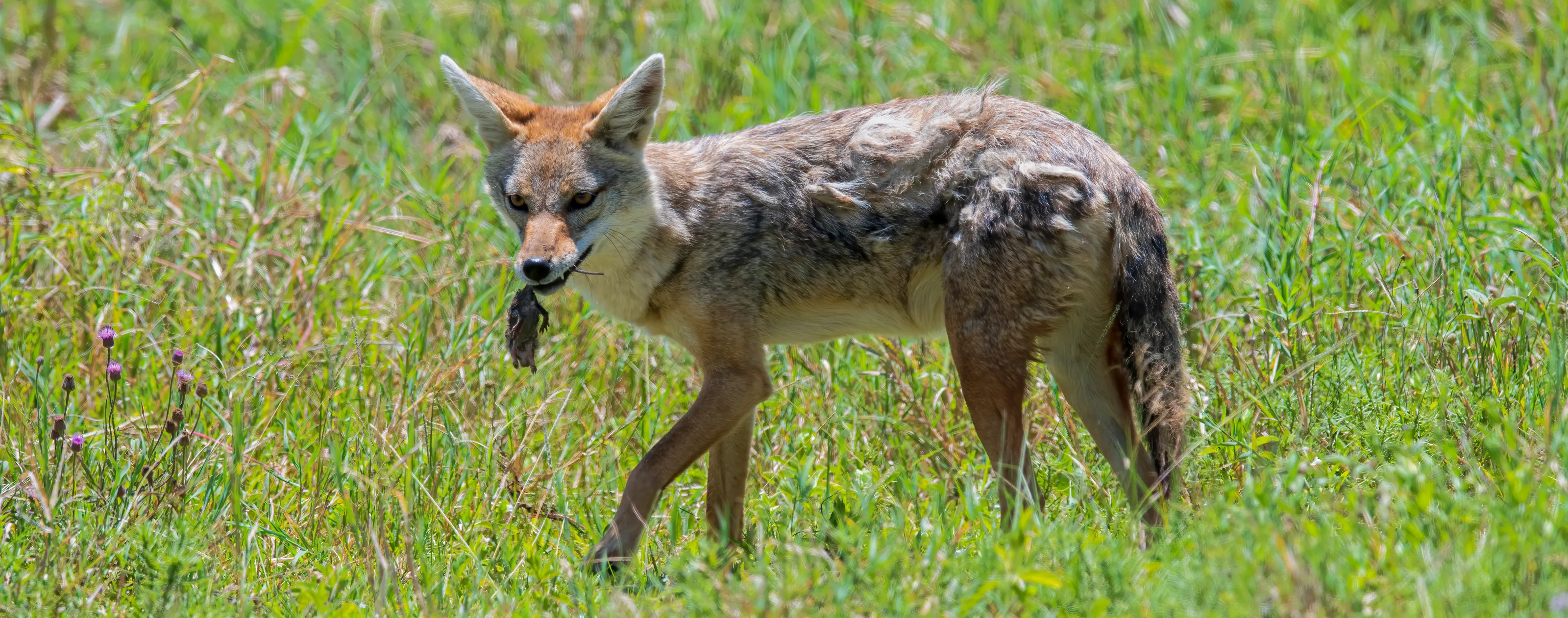 Wildlife and Their Food