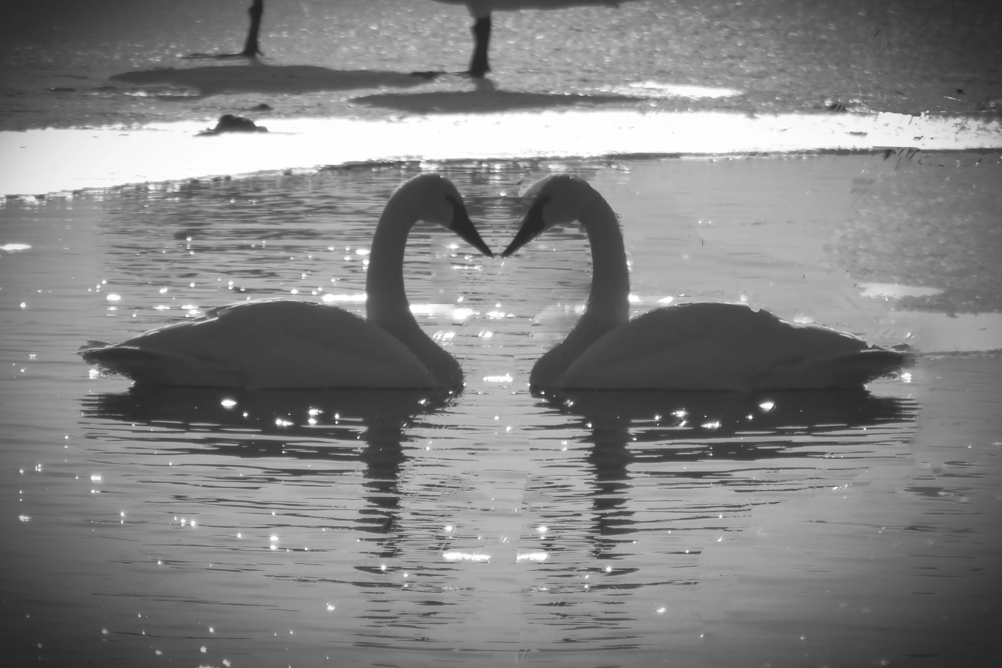 Heart Shapes in Nature