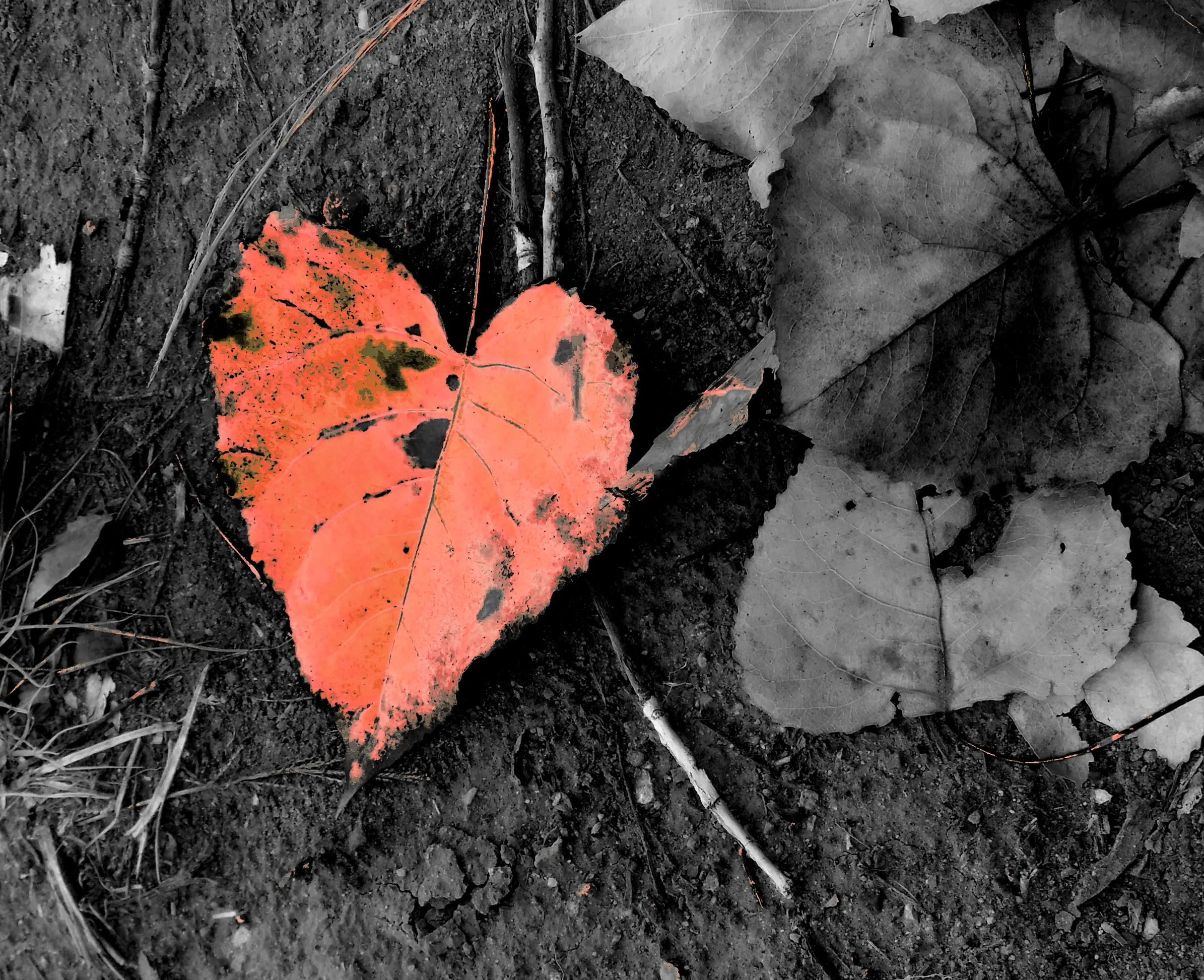 Leaves of Trees