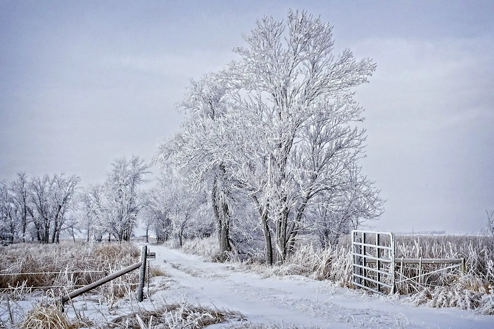 Winter Days