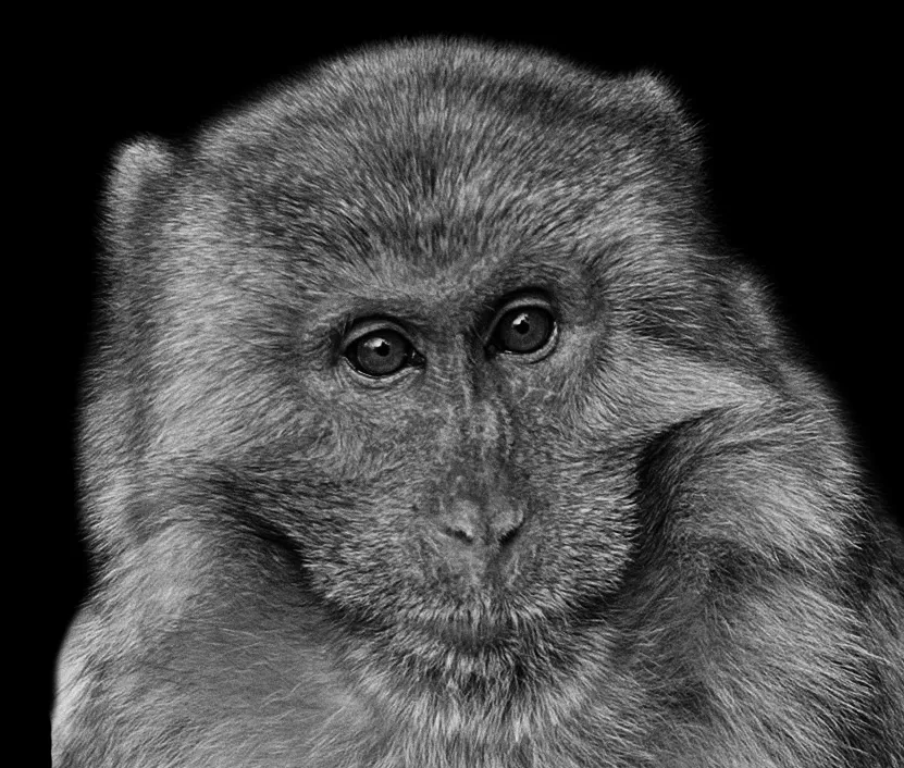 Portraits of Monkeys