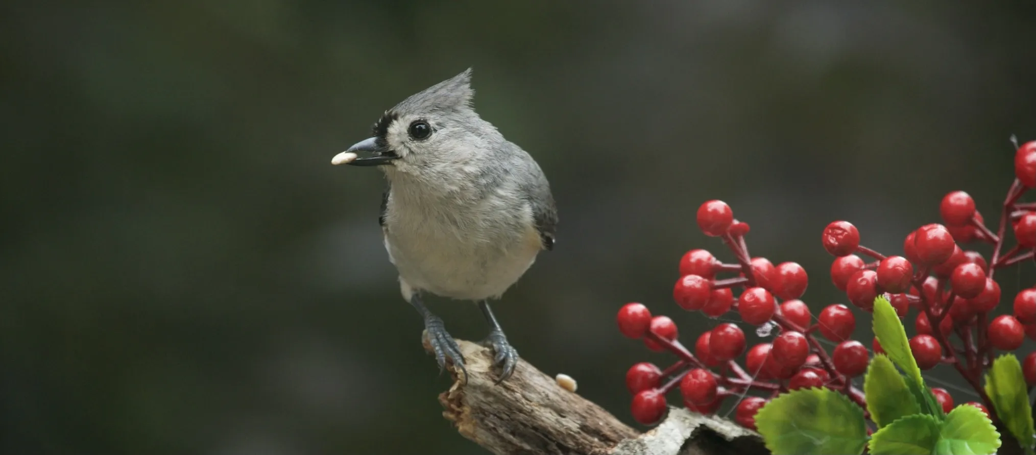 Tits, Titmice and Chickadees