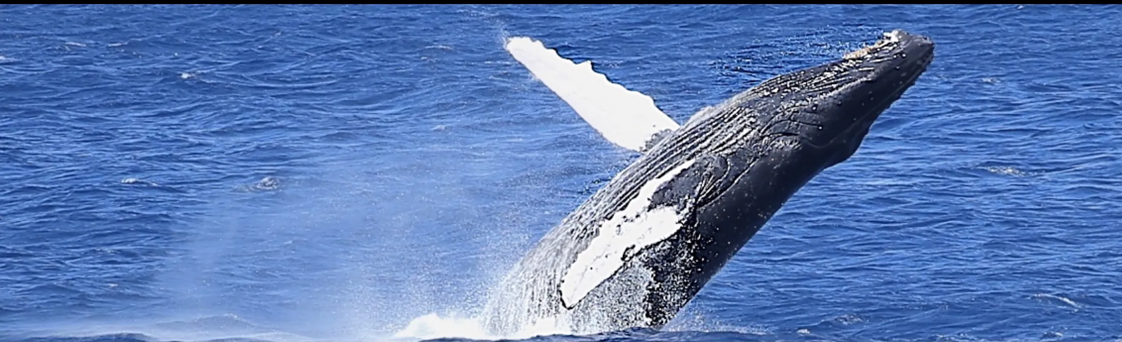 Whales