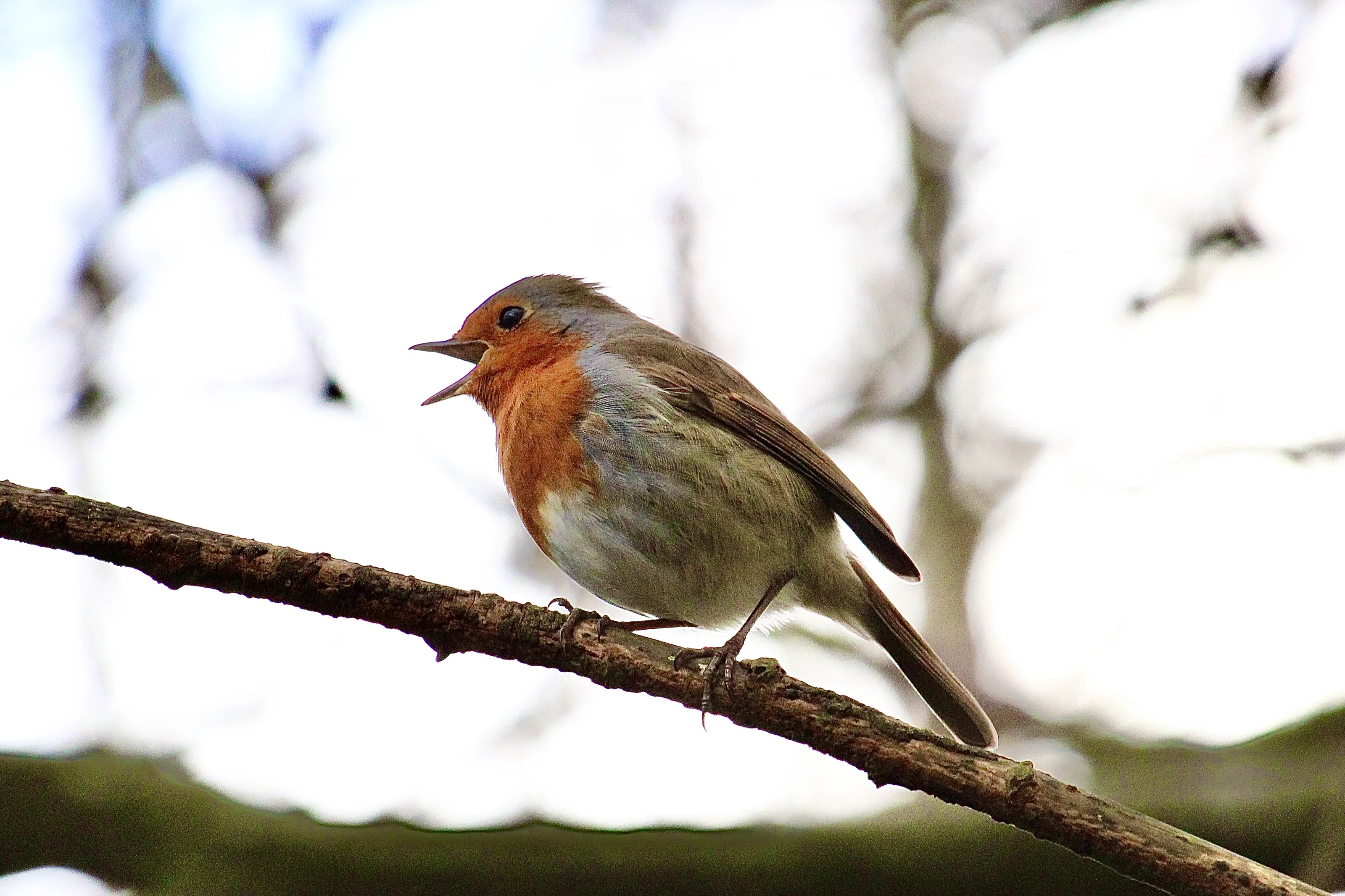 The European Robin