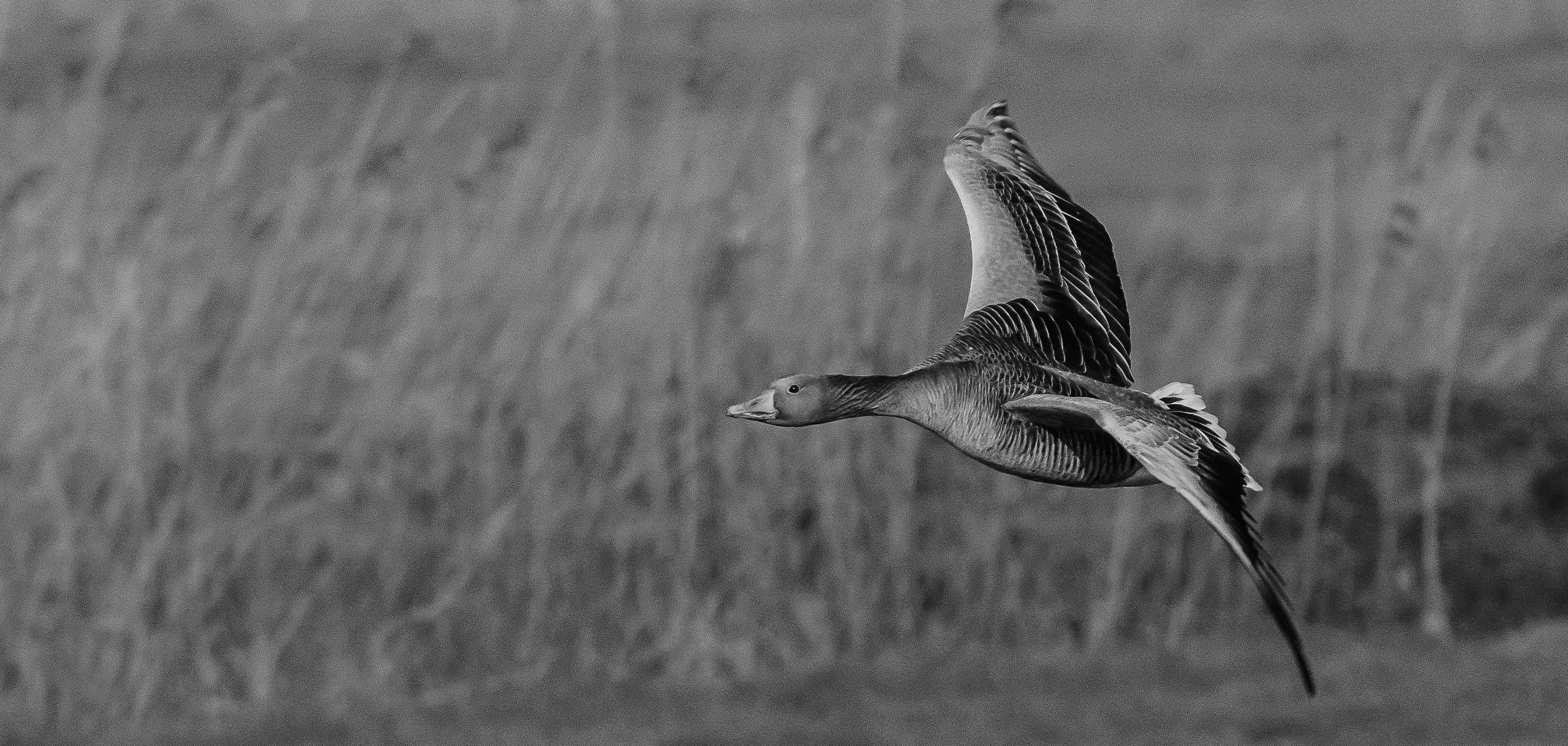 Geese in Flight