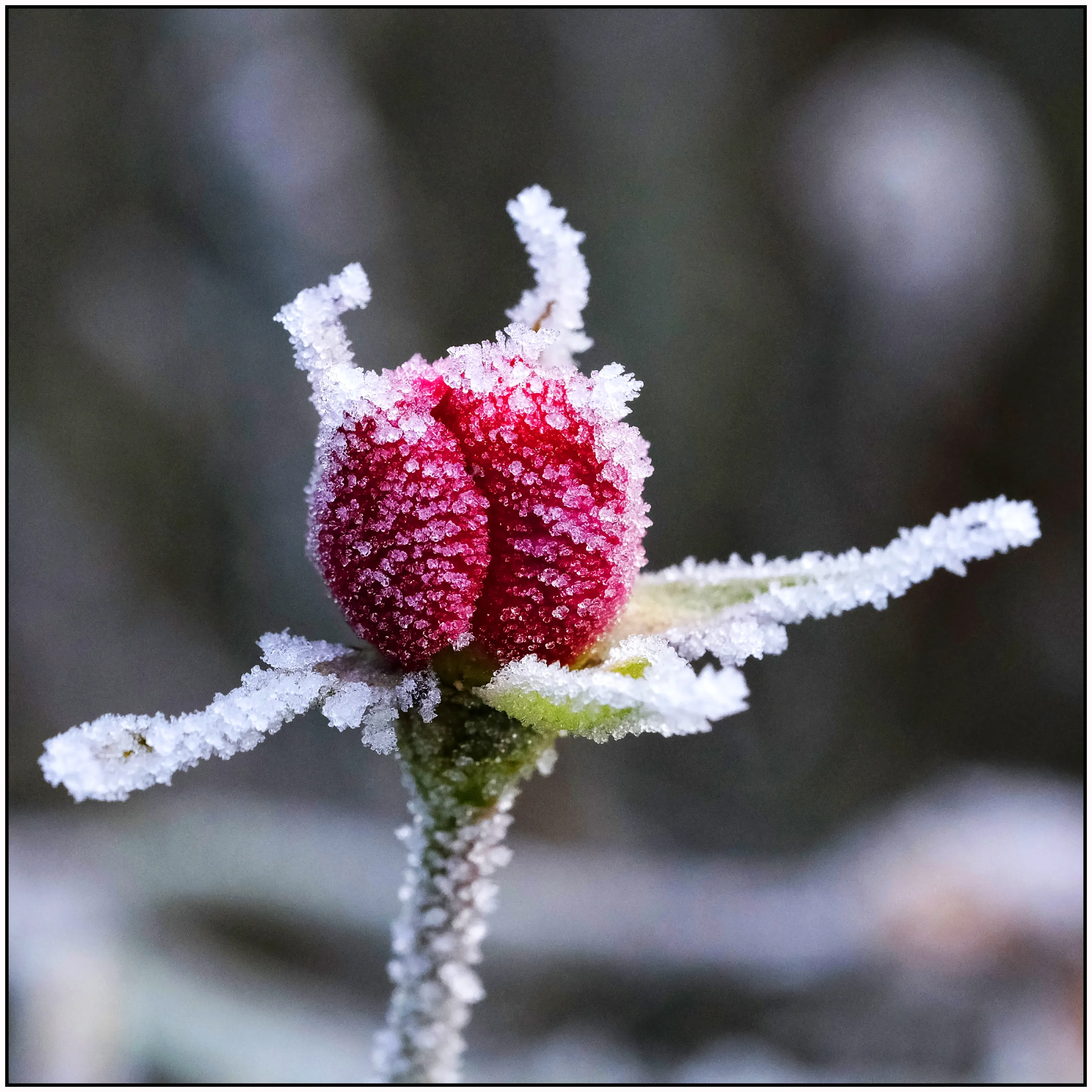Flowers in Winter