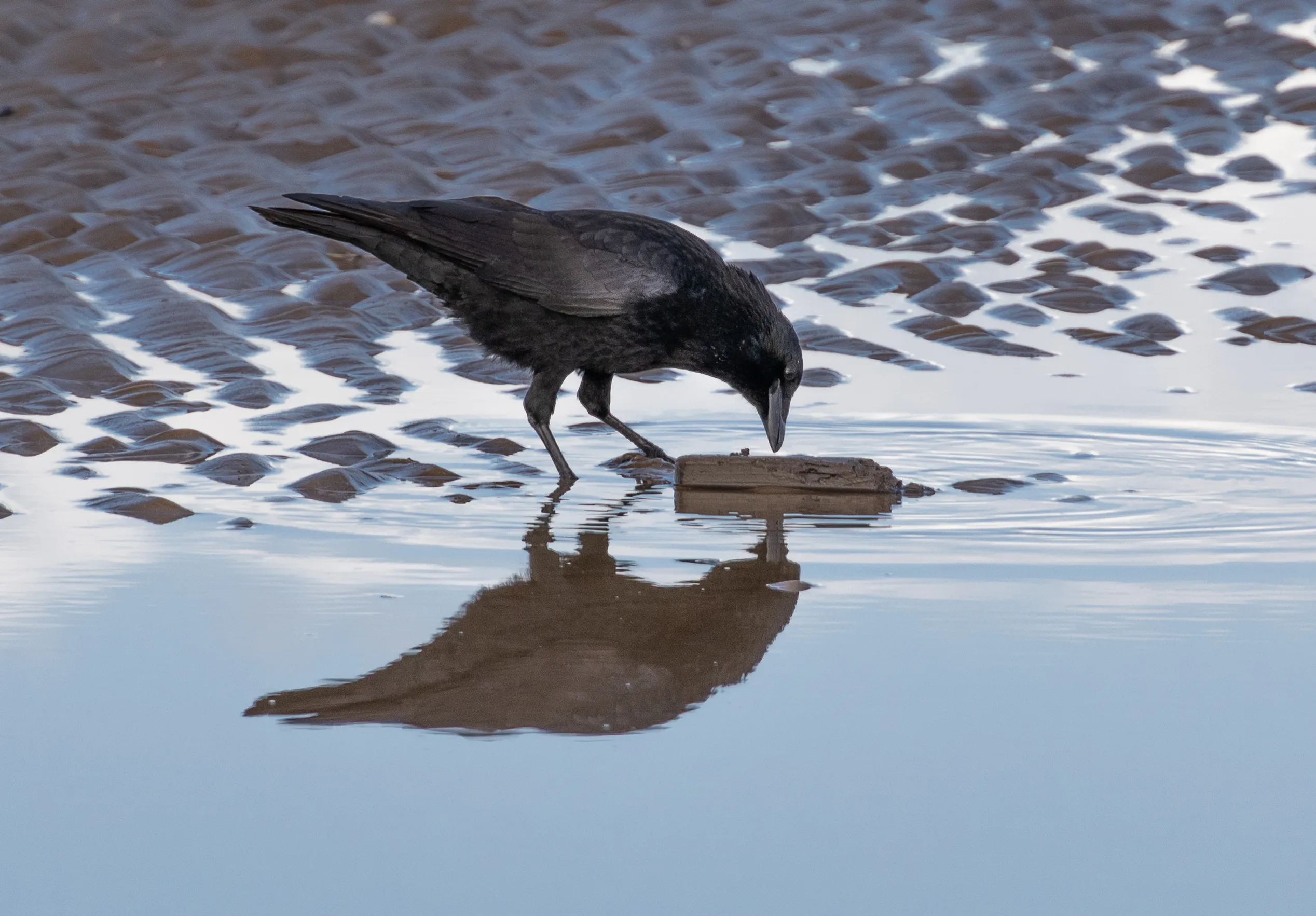Birds on the Beach