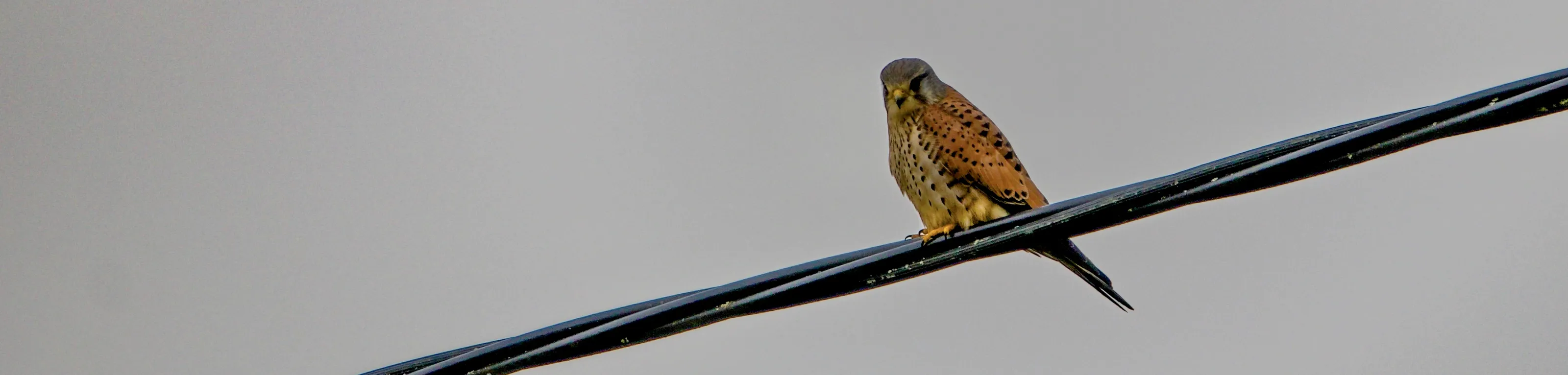 A Single Bird on a Wire