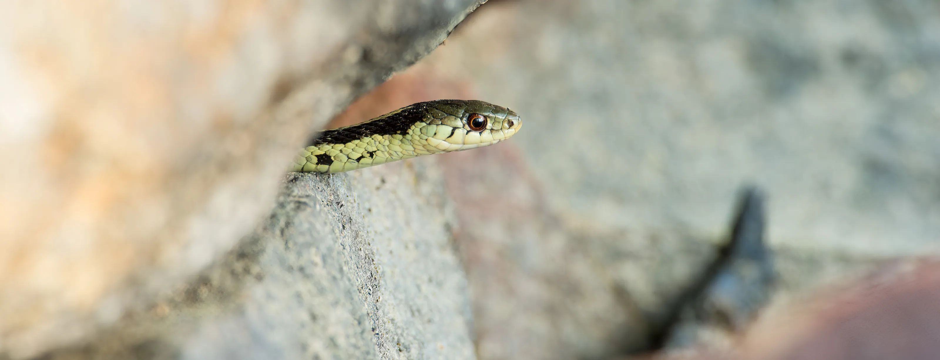 Reptiles